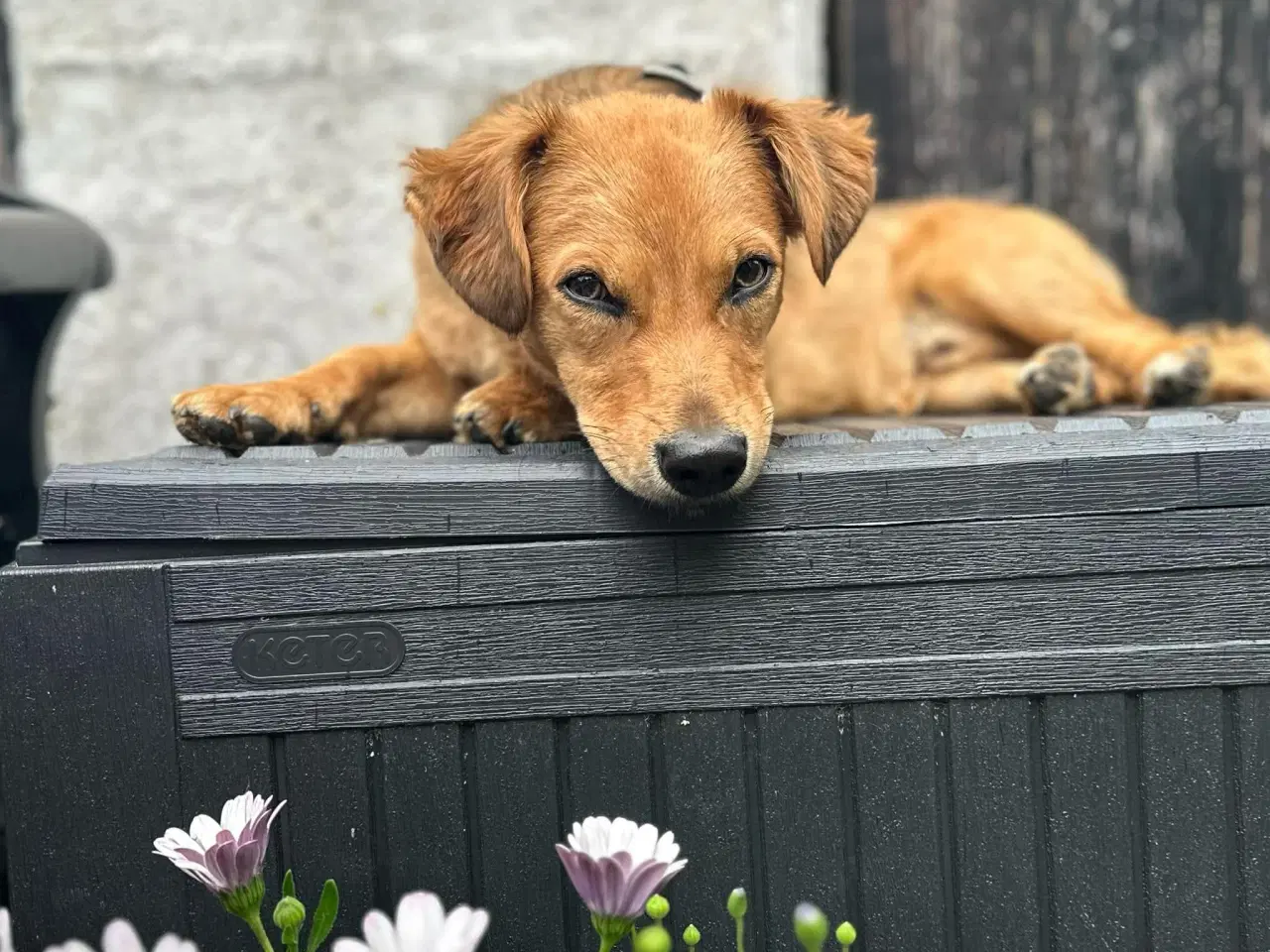 Billede 3 - Sødeste Nino leder efter ny familie 🩵