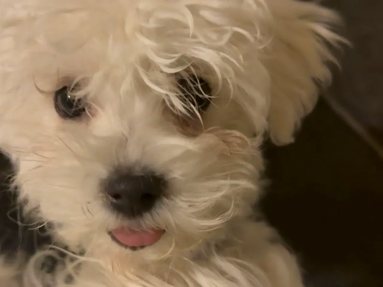 Billede 1 - Hvalpe Maltese en Tæve