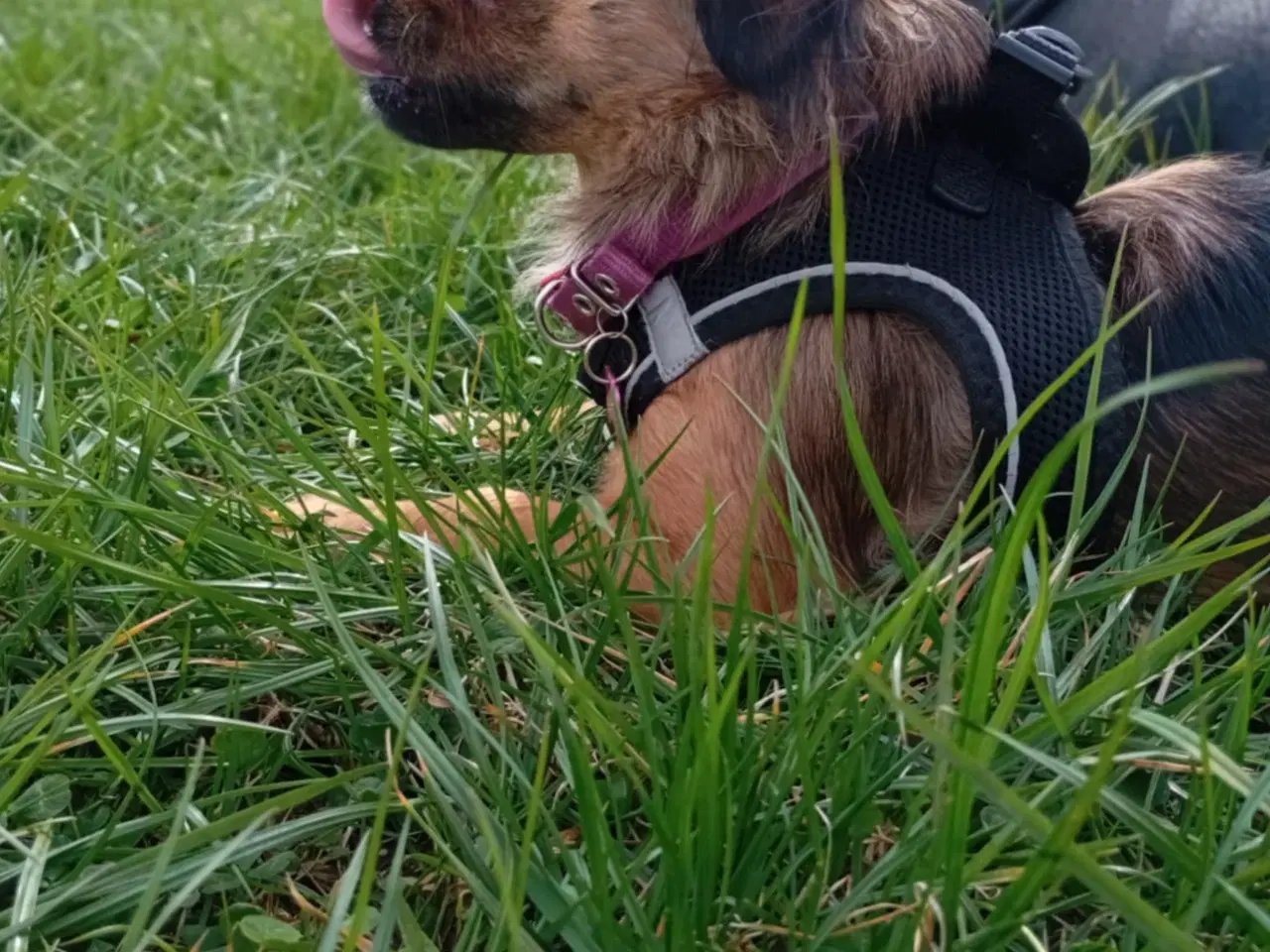 Billede 5 - chihuahua pekingeser Blanding 