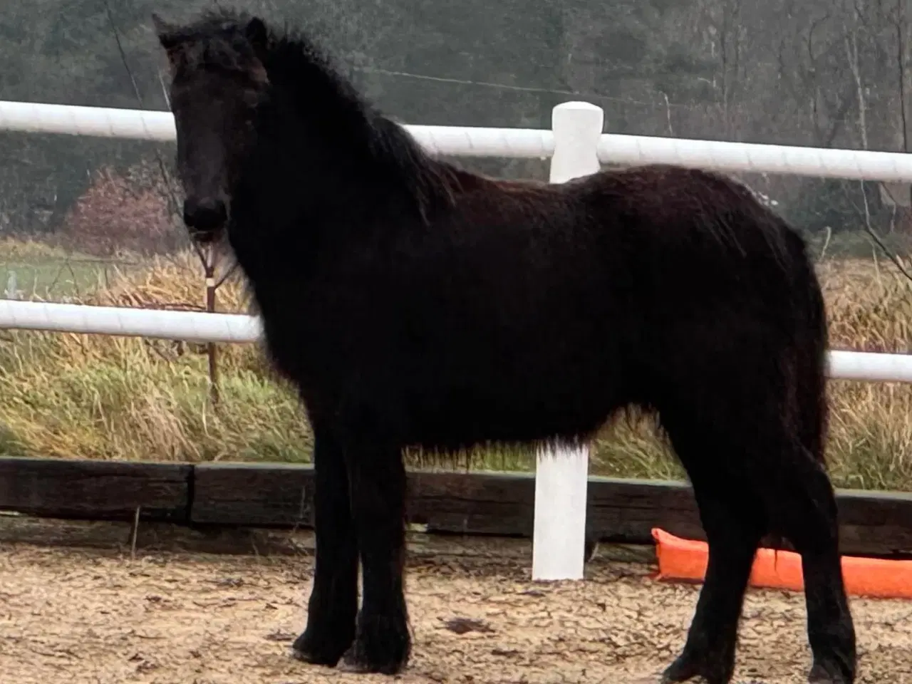 Billede 2 - 1 års sort islænder hingst