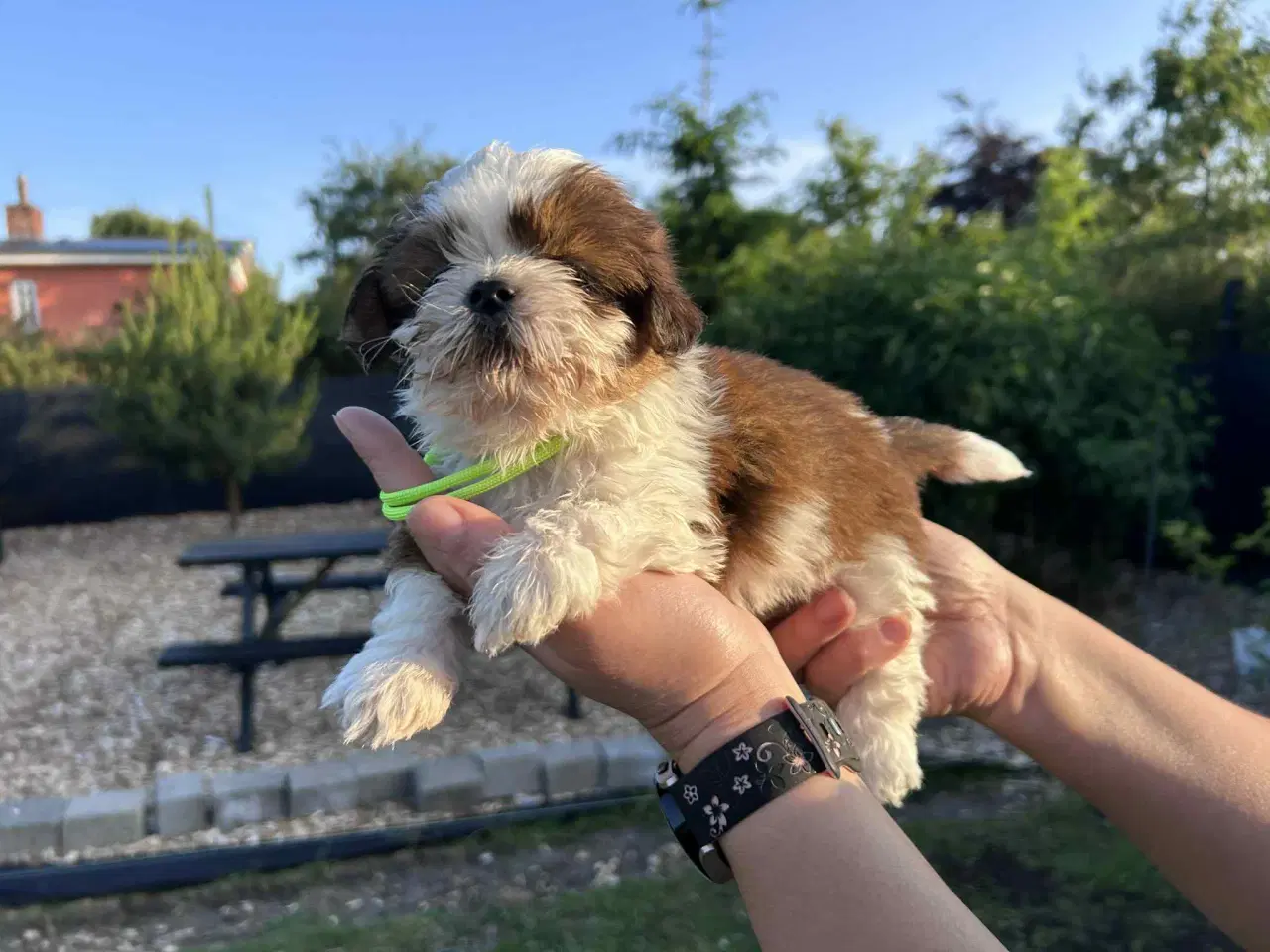 Billede 8 - Shih tzu hvalpe 