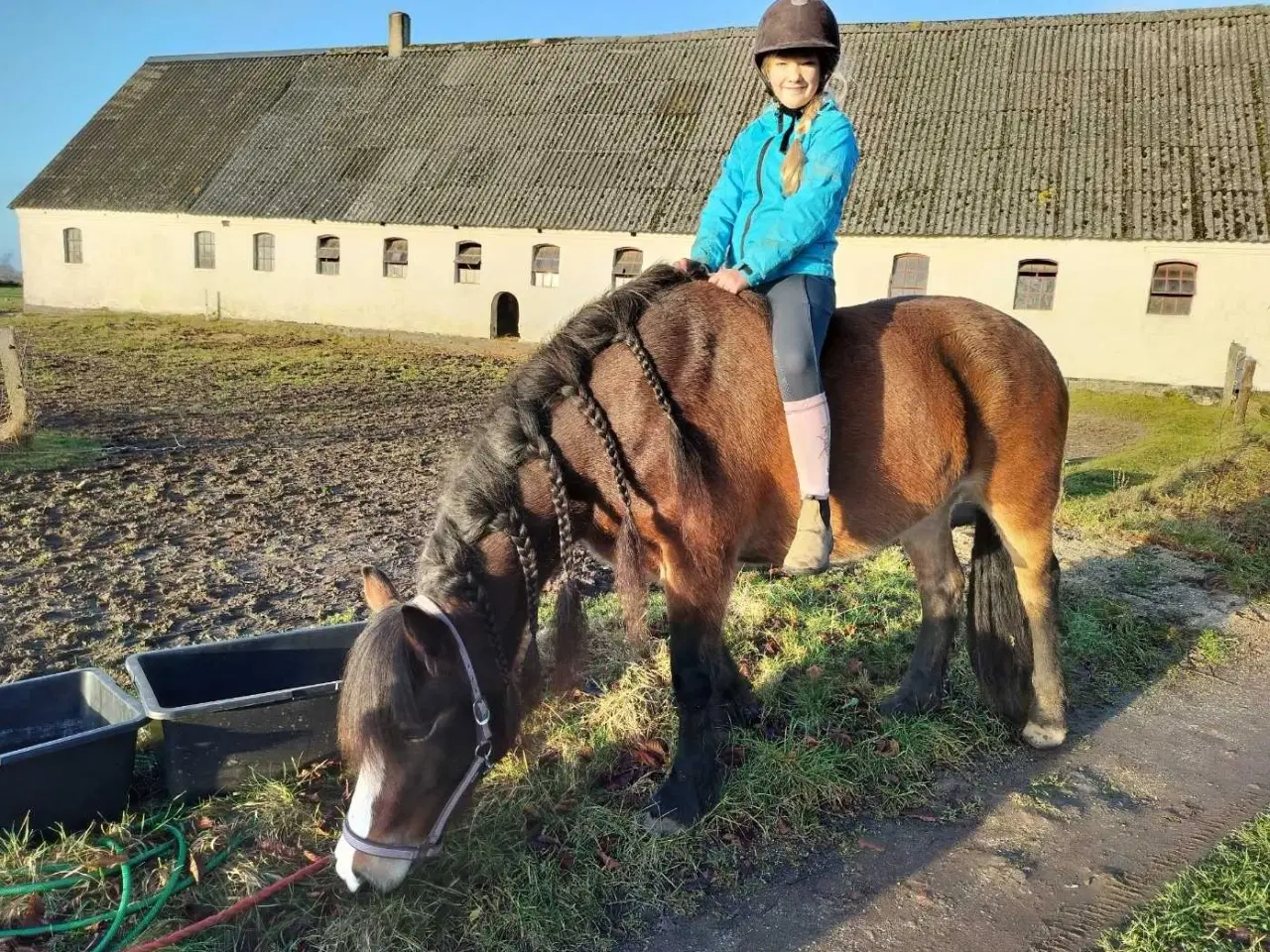 Billede 3 - Nordsvensk hoppe sælges 