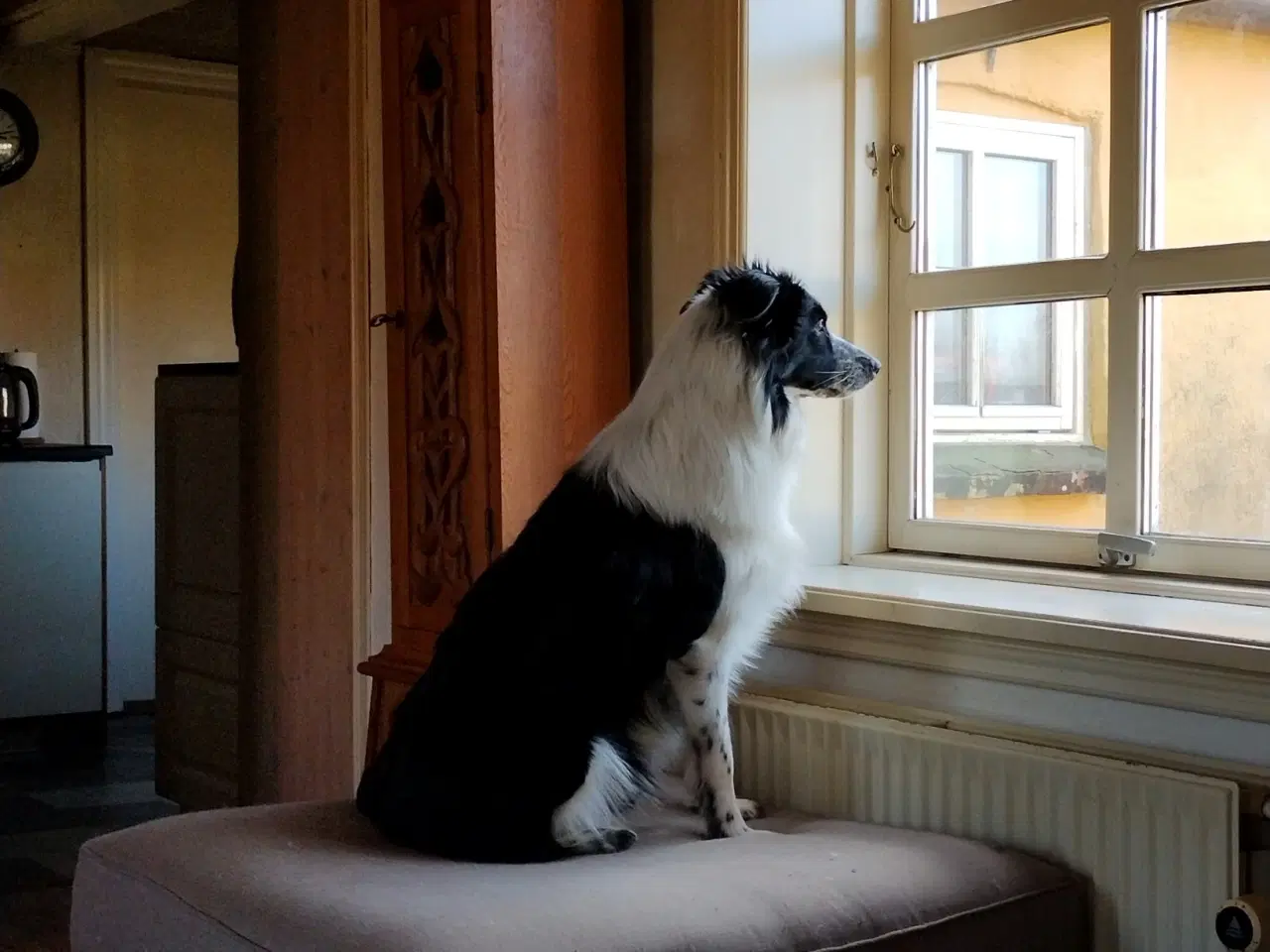 Billede 5 - Border Collie, dejlig familie hund