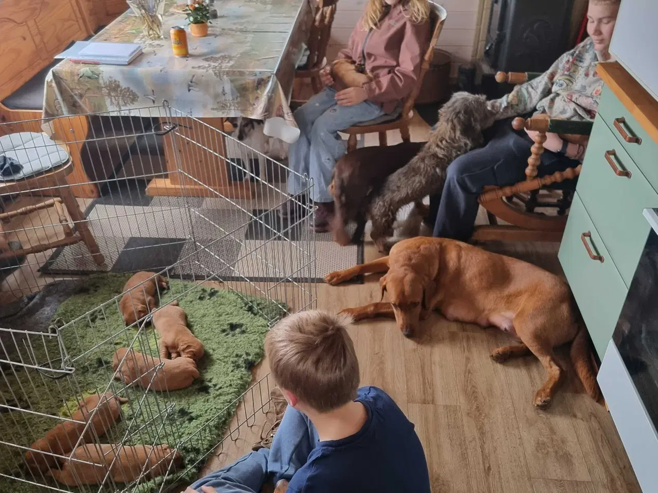 Billede 4 - Fox Red labrador 