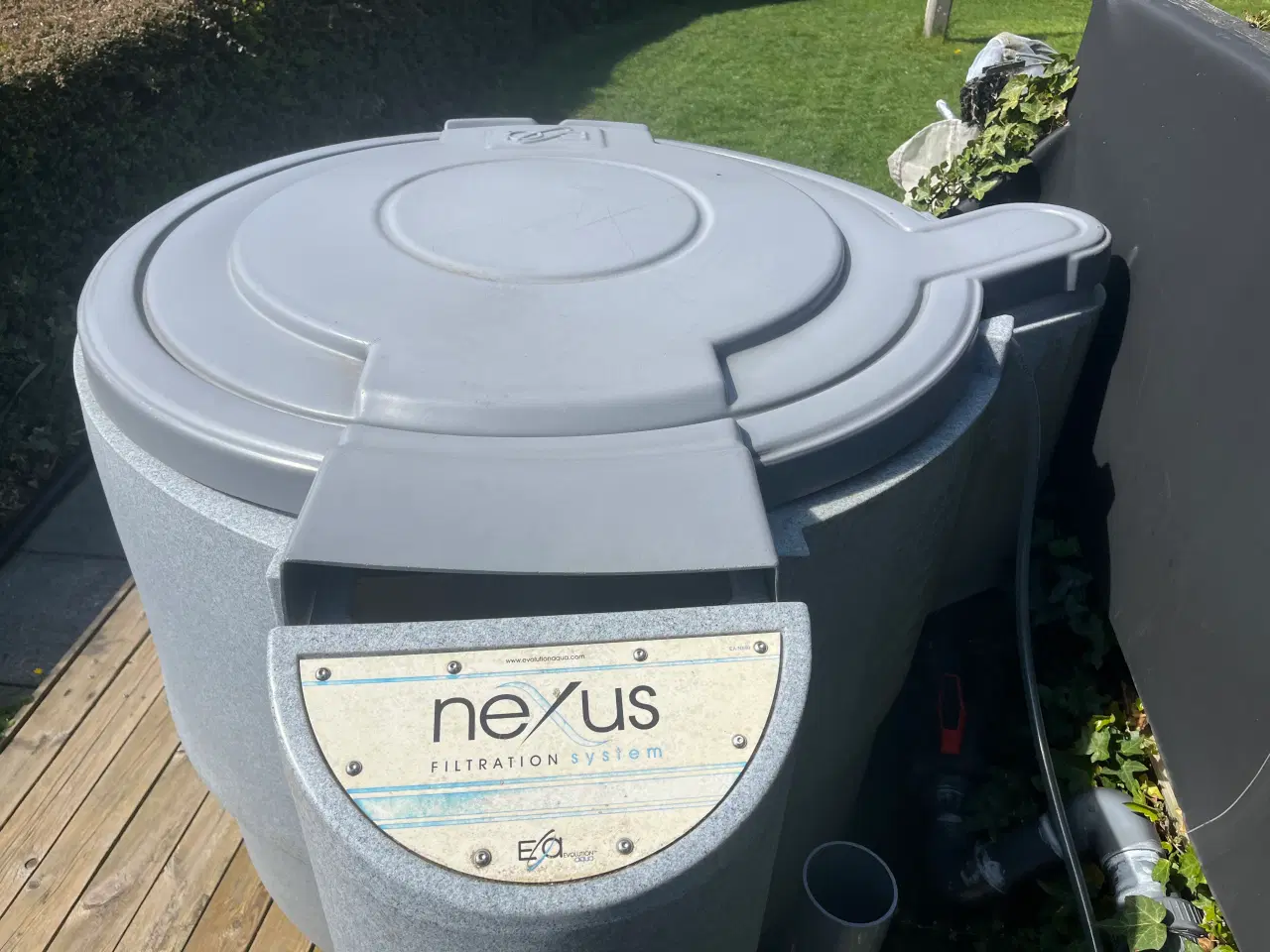 Billede 6 - Japanske koi karper 