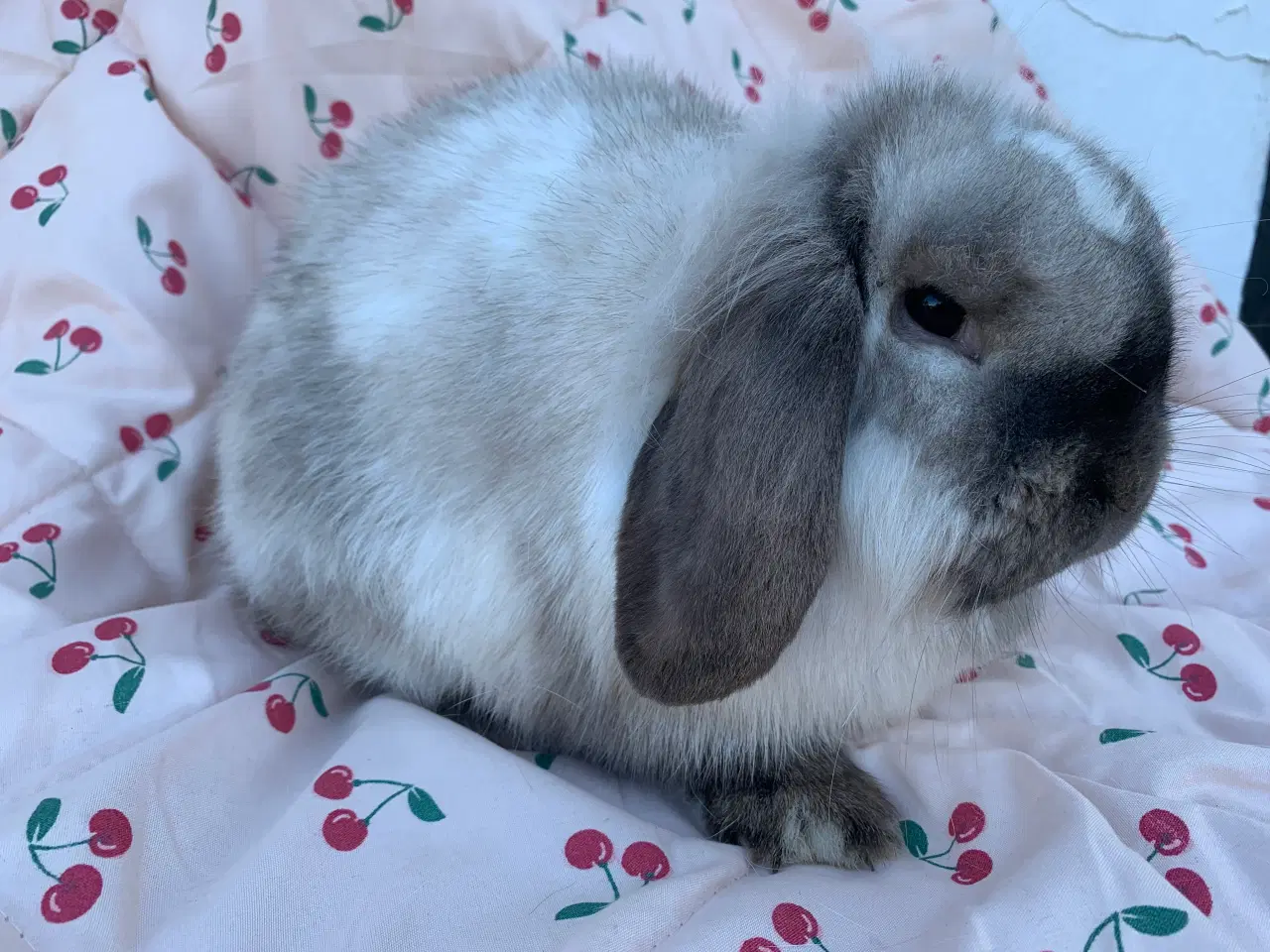 Billede 2 - Lionlop hun🩷Wilma fra Ryomgård i Jylland 