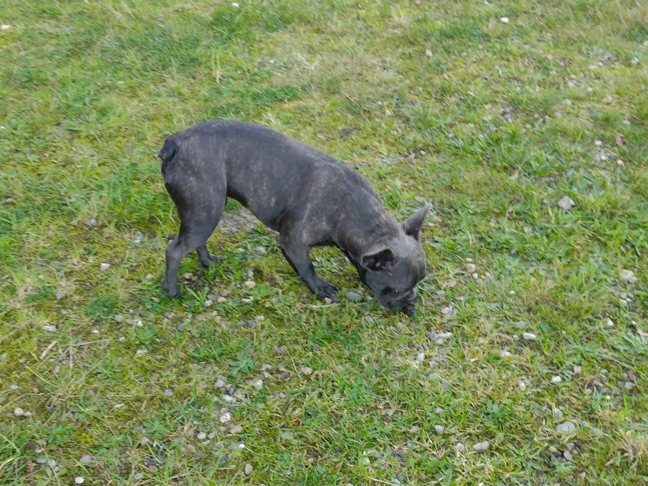 Billede 6 - Fransk bulldog han m stambog