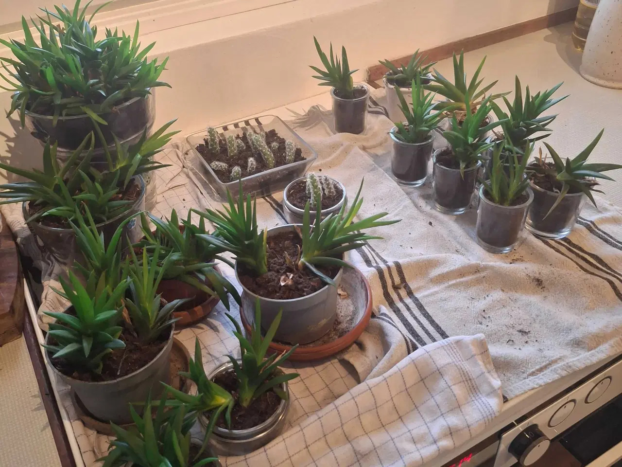 Billede 1 - Baby-planter klar til nye vindueskarme