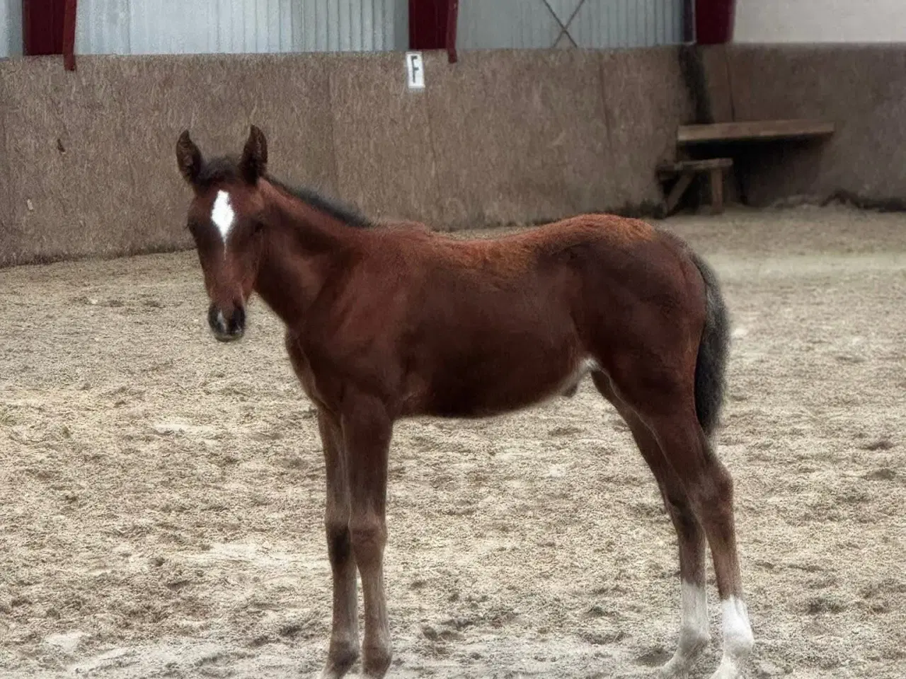 Billede 5 - ✨ Smuk unghoppe med topafstamning ✨ 