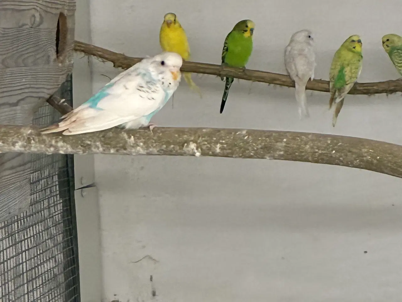 Billede 1 - Undulater