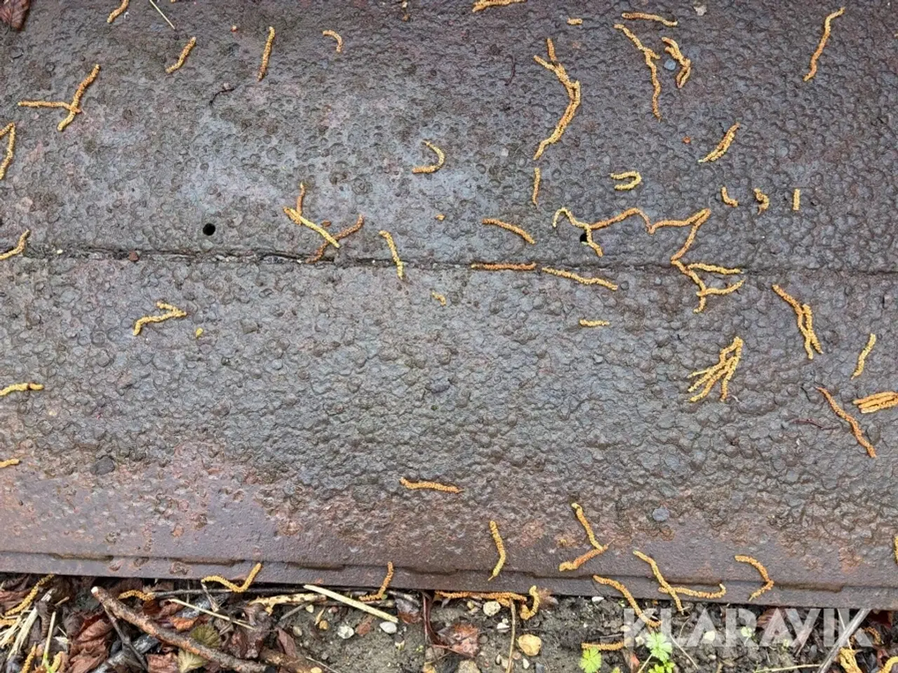 Billede 9 - Frontskovl