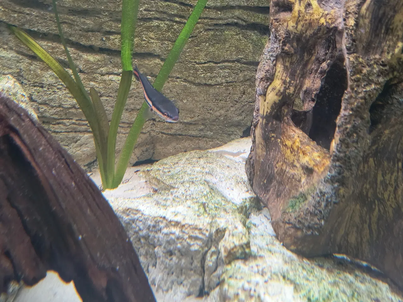 Billede 2 - Red snakehead 