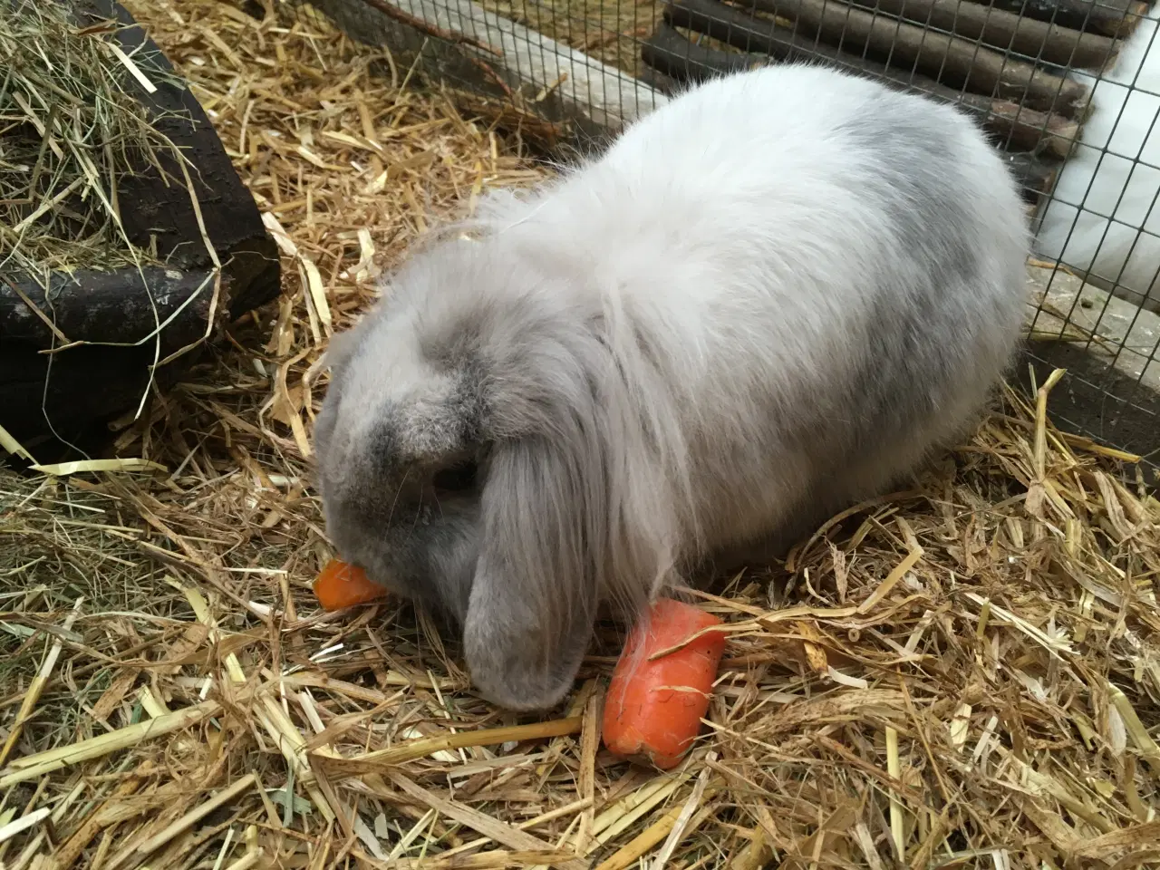 Billede 4 - Lulu søger et kærligt hjem