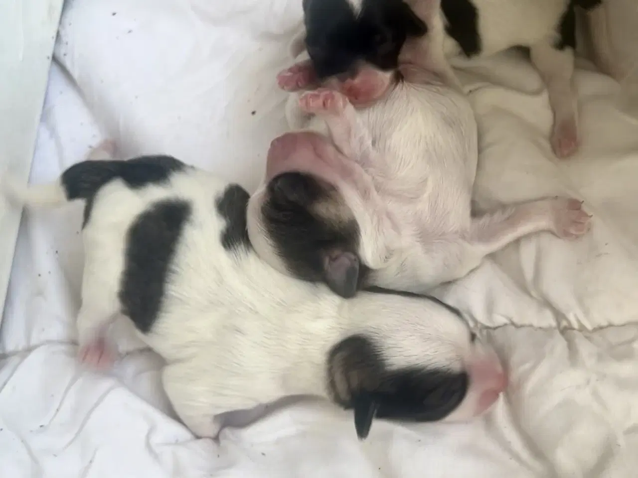 Billede 3 - Små allergivenlige og ikke fældende hundehvalpe