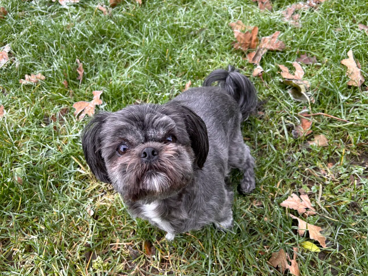 Billede 7 - Shih tzu/ Bomuld hvalpe 