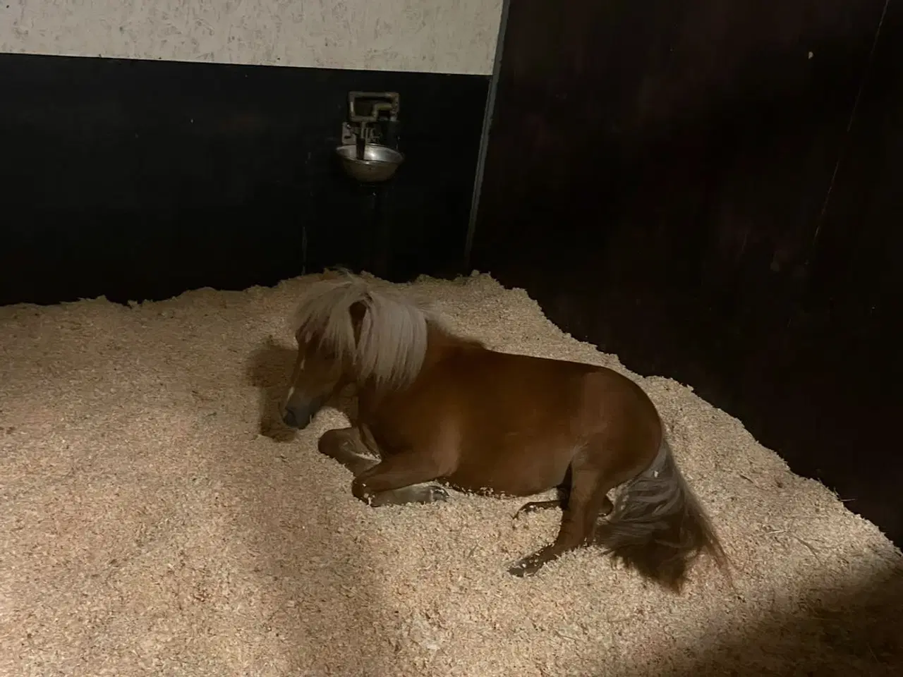 Billede 3 - Sødeste lille Pony tilsalg