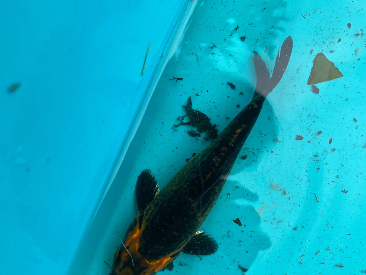 Billede 2 - Koi karper 