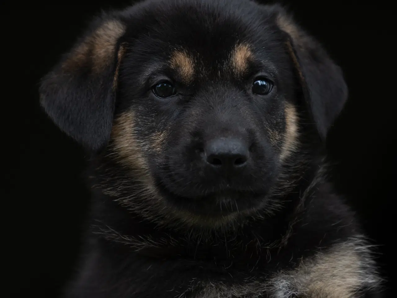 Billede 6 - Labrador schæfer hvalpe klar til nye hjem 