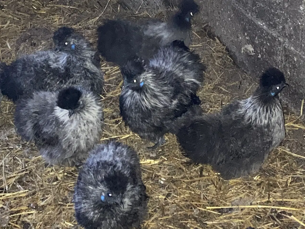 Billede 16 - Rene silke Høns