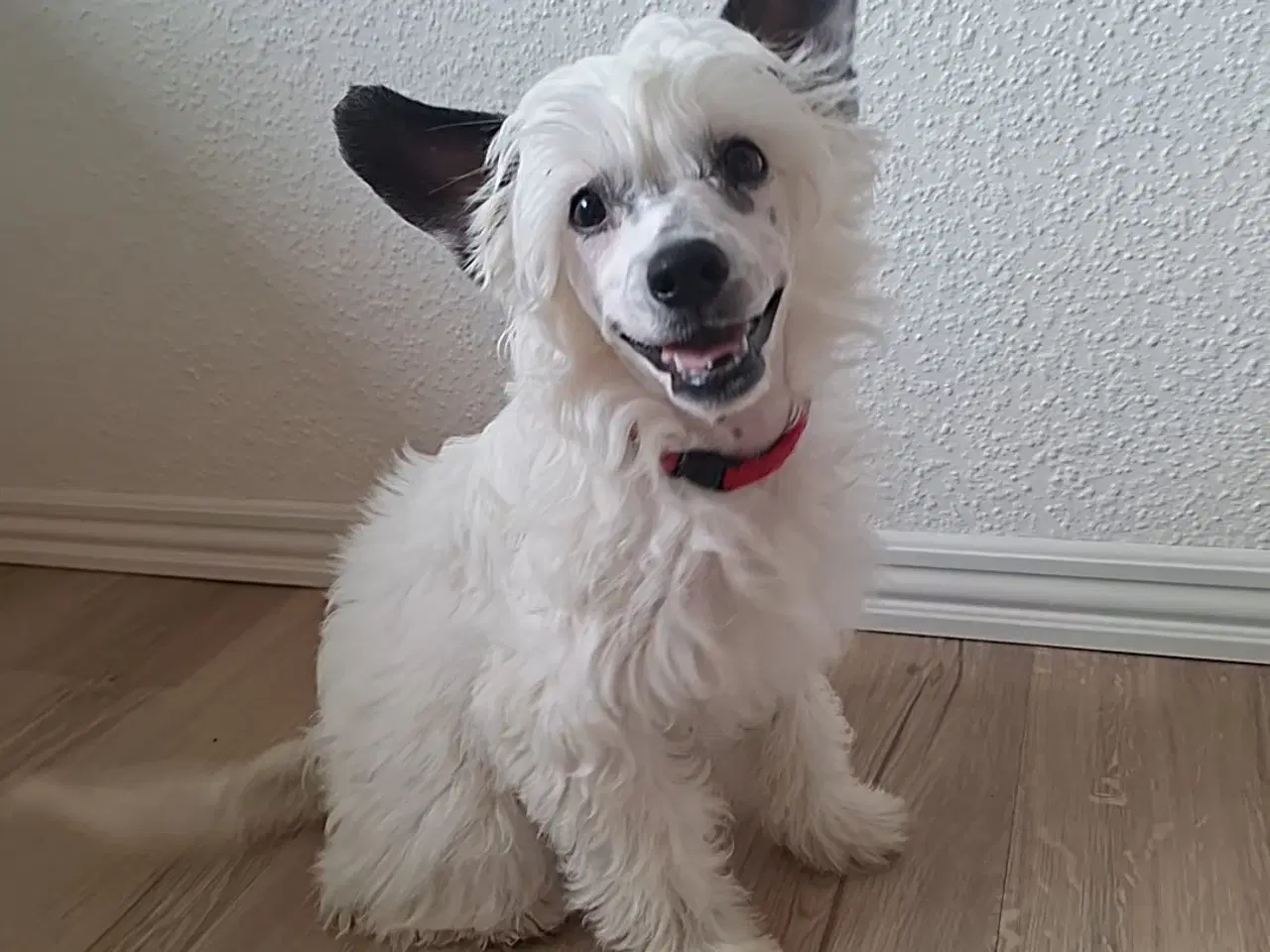 Billede 1 - Chinese crested powder puff (Allergivenlig)
