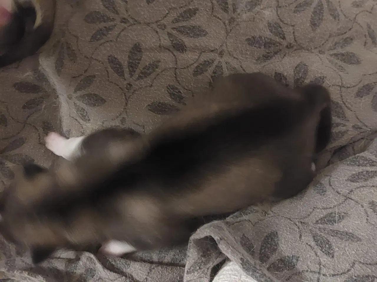 Billede 7 - Ægte Siberian Husky.