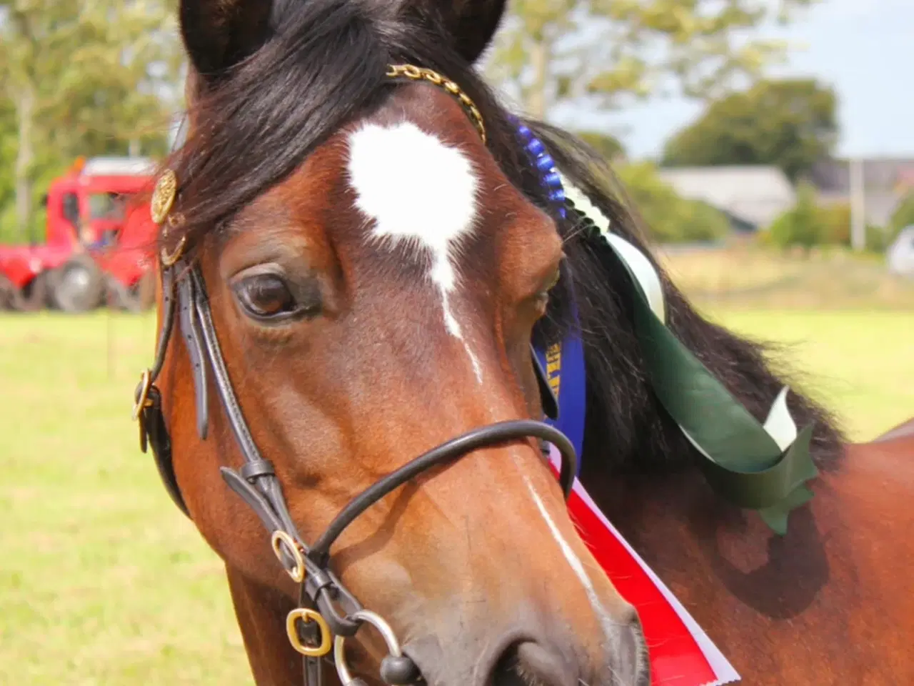 Billede 1 - Welsh sec c