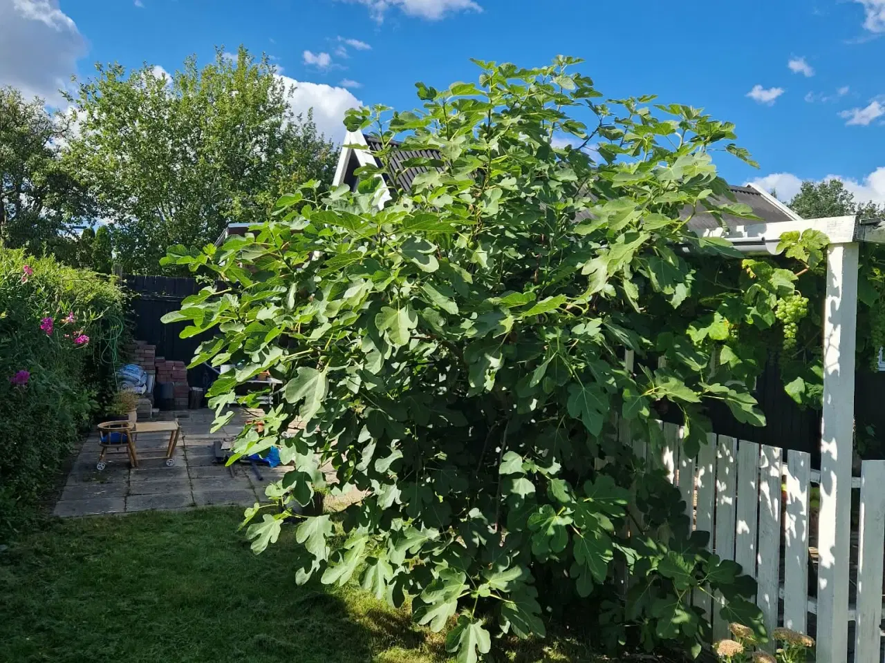 Billede 13 - Kolonihave i Odense C