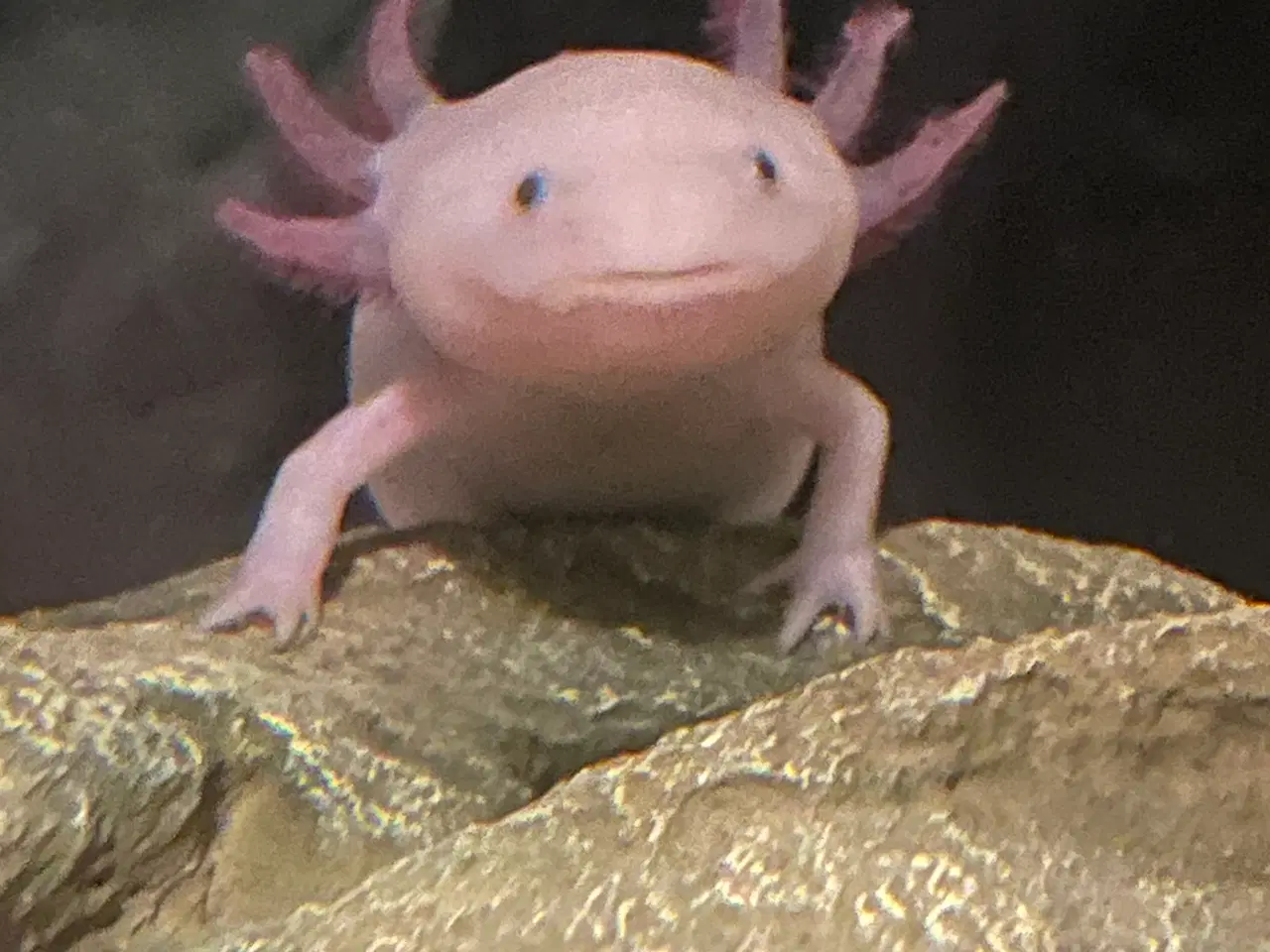 Billede 1 - Axolotl