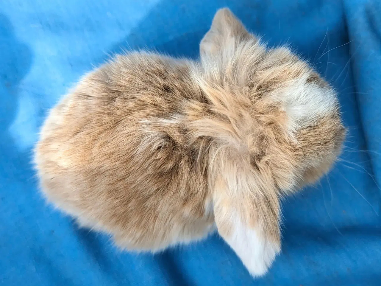 Billede 8 - Minilop kaninunge sælges