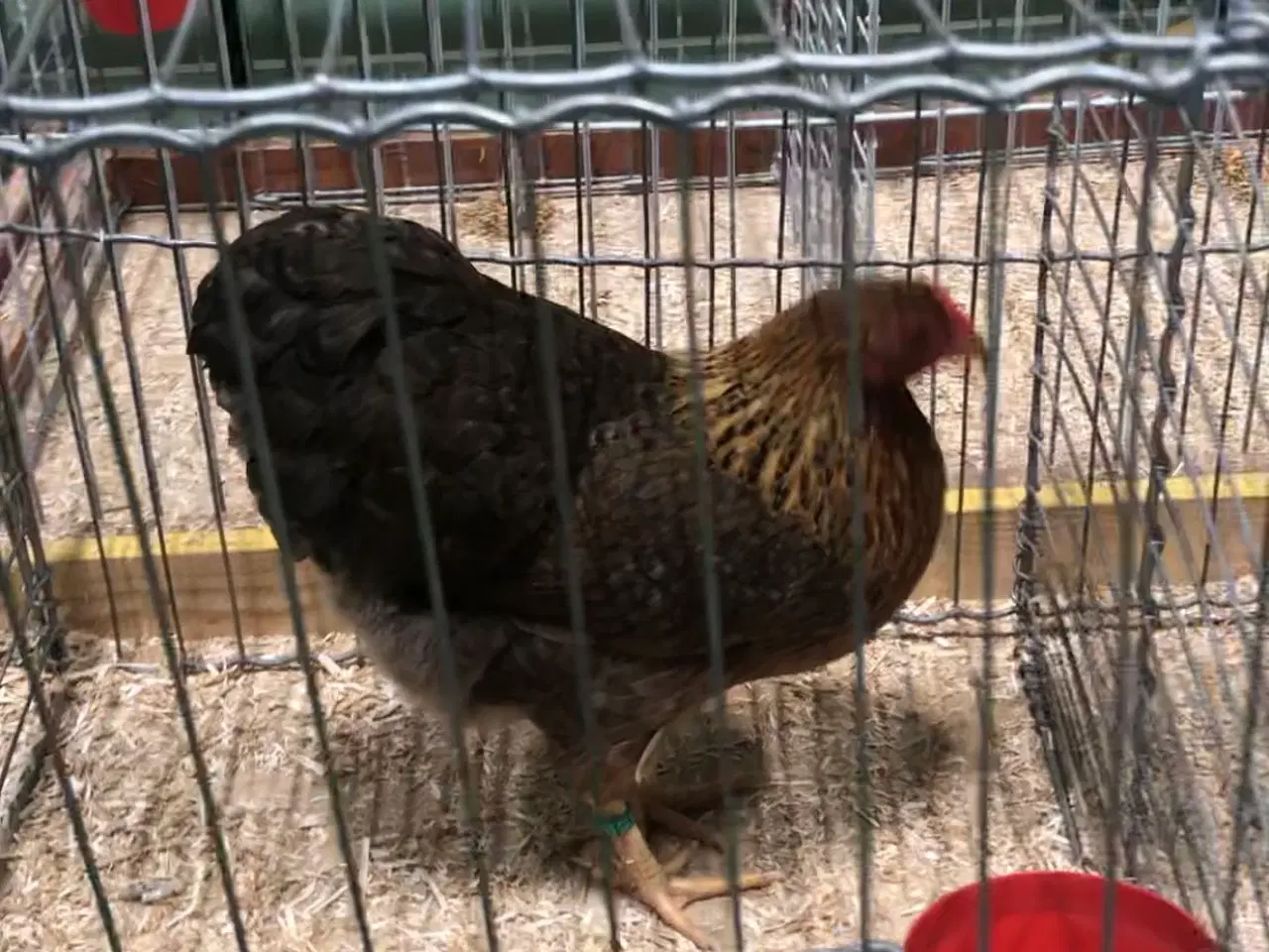 Billede 5 - Racerene dværghøns 