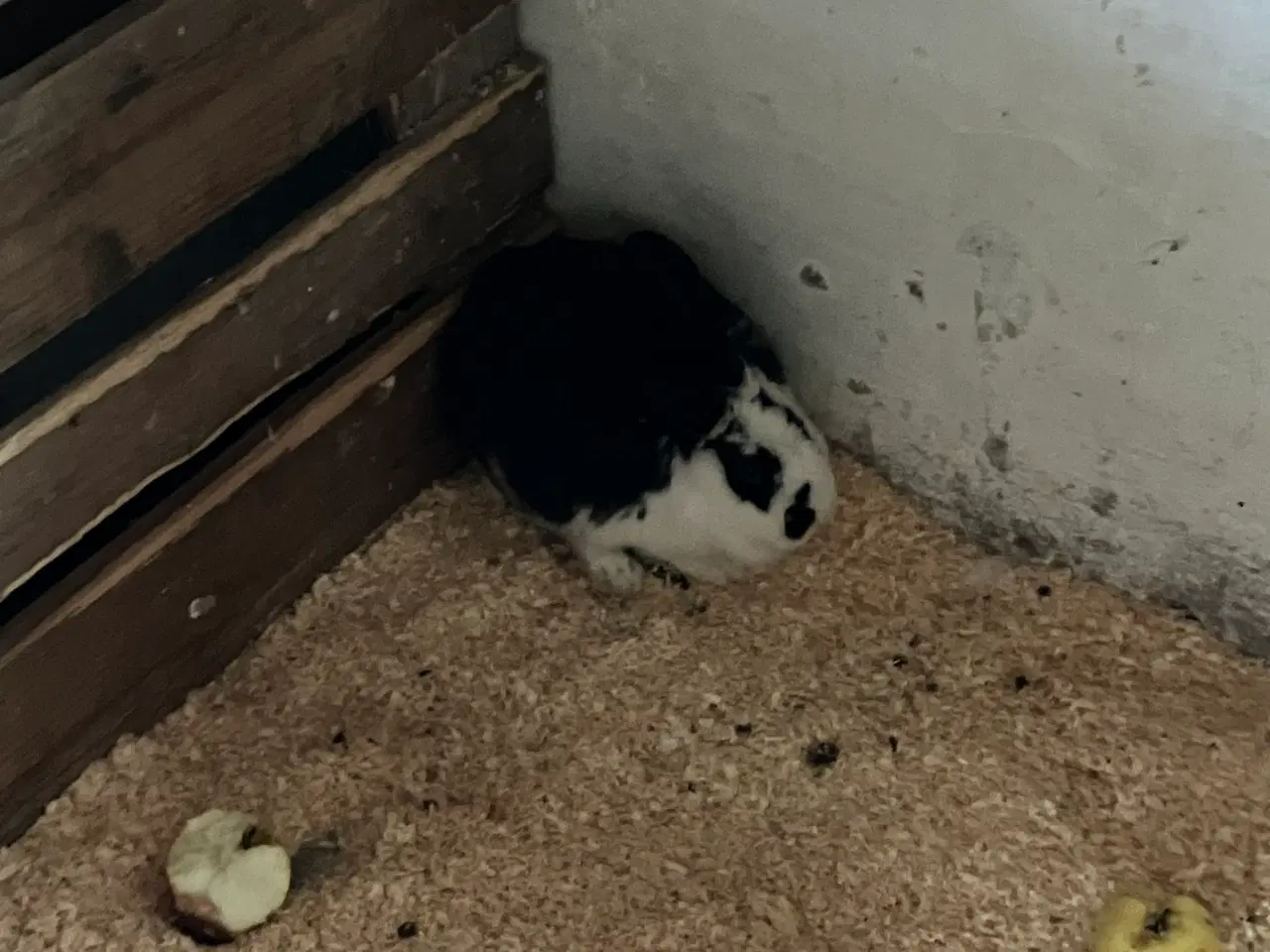 Billede 4 - Krydsnings kaniner