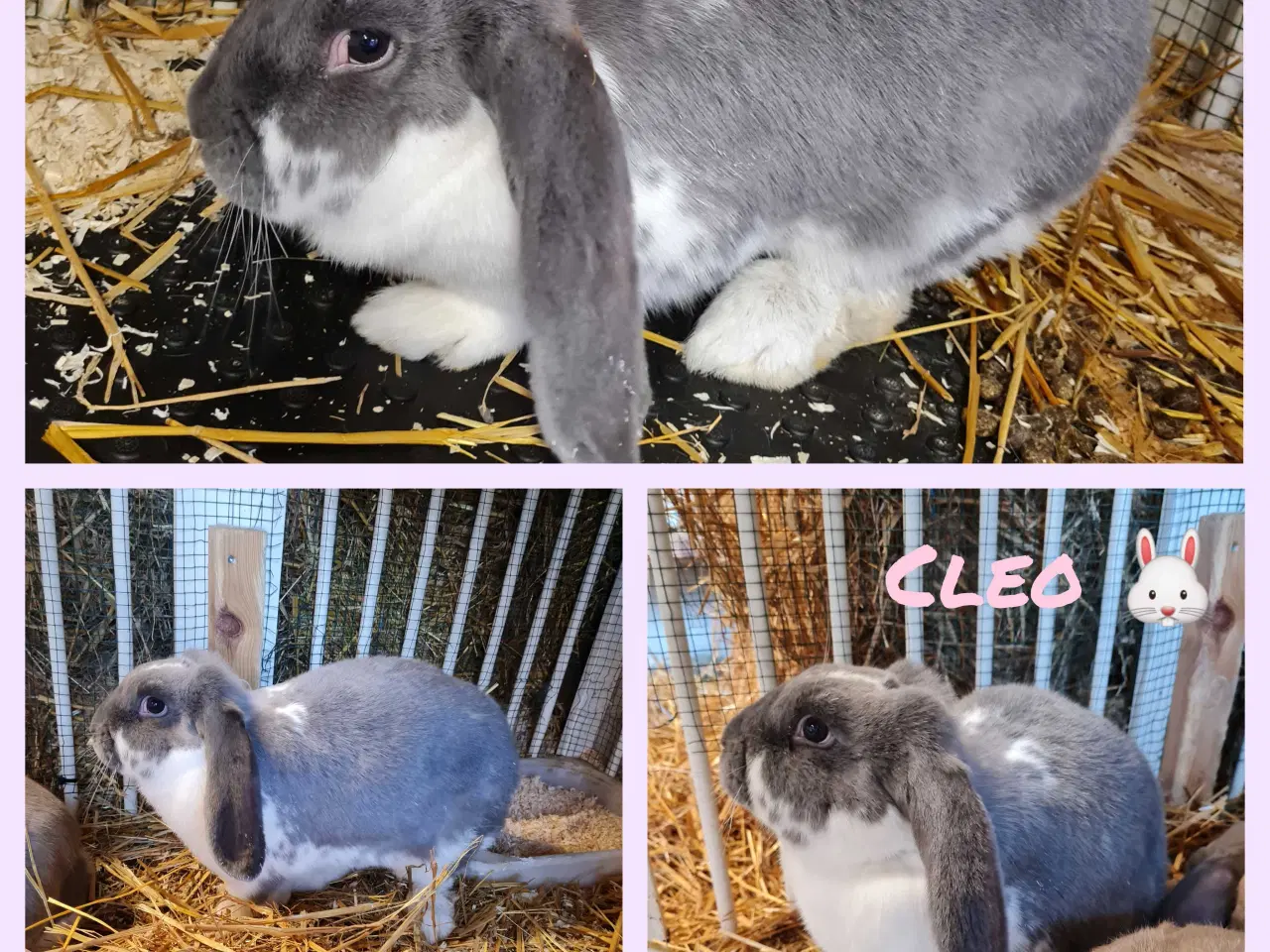 Billede 2 - Franske væddere søger nye hjem 🐰