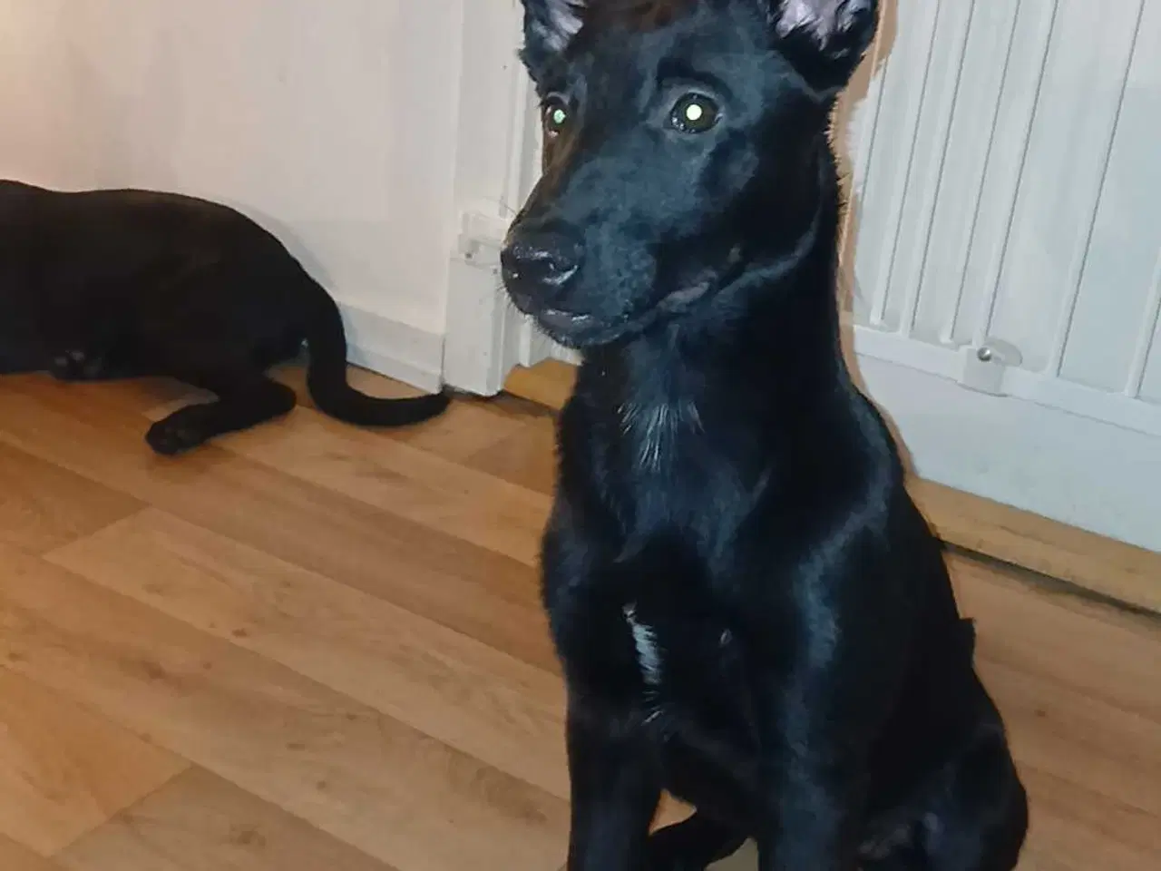 Billede 5 - Klar til at flytte hjemmefra 🐕 
