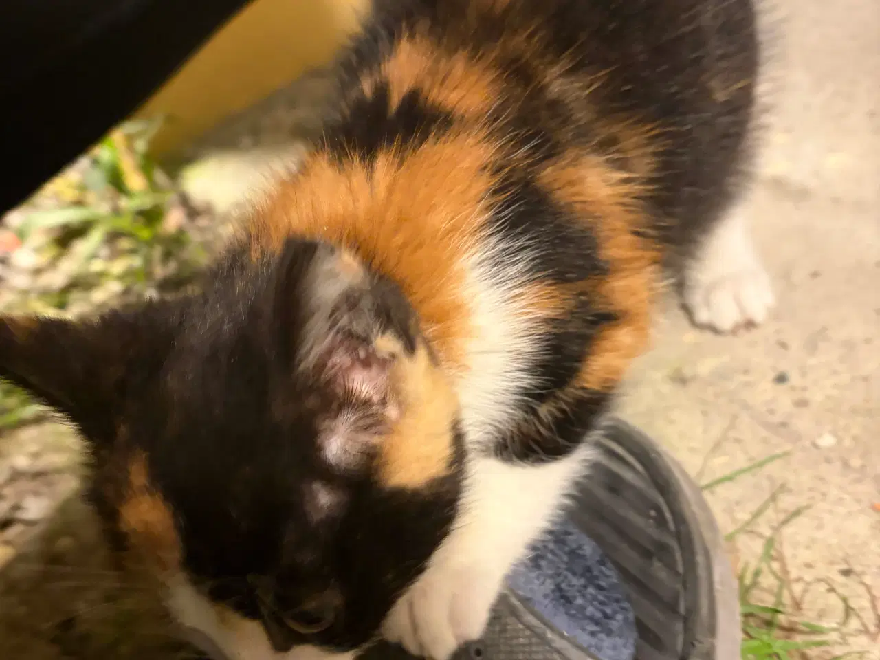 Billede 6 - 2 kattekillinger