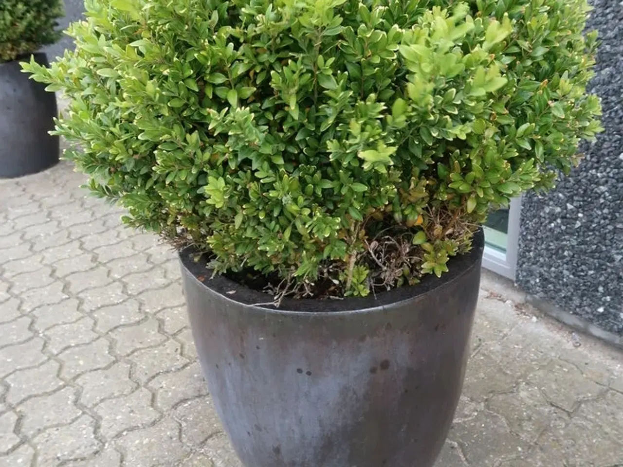 Billede 2 - 2 stk. Planter i krukker