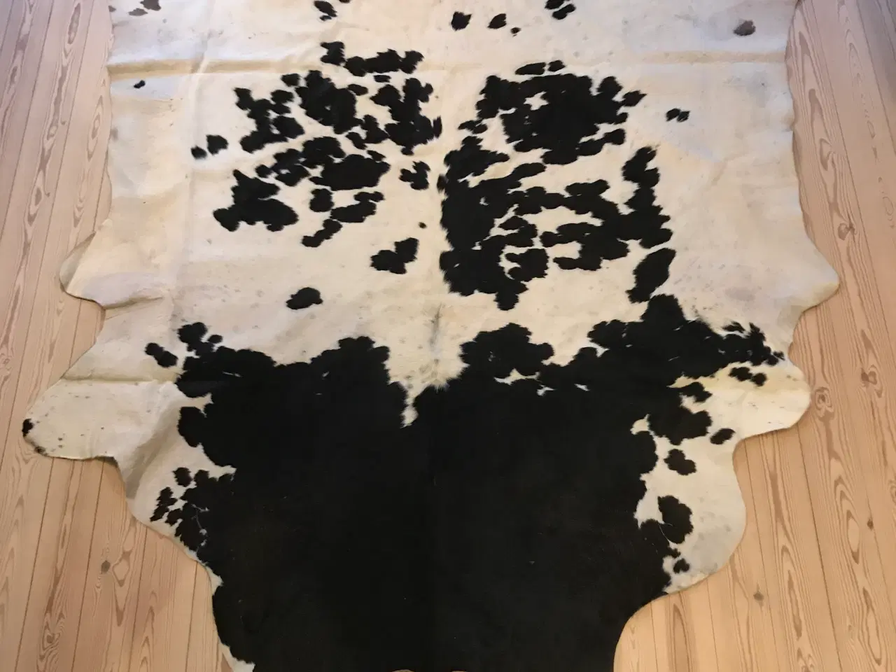 Billede 1 - Hvidbroget koskind