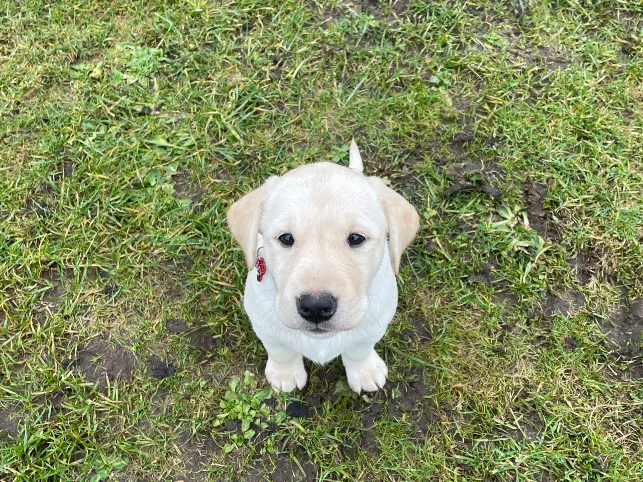 Billede 2 - Hvalpe på vej