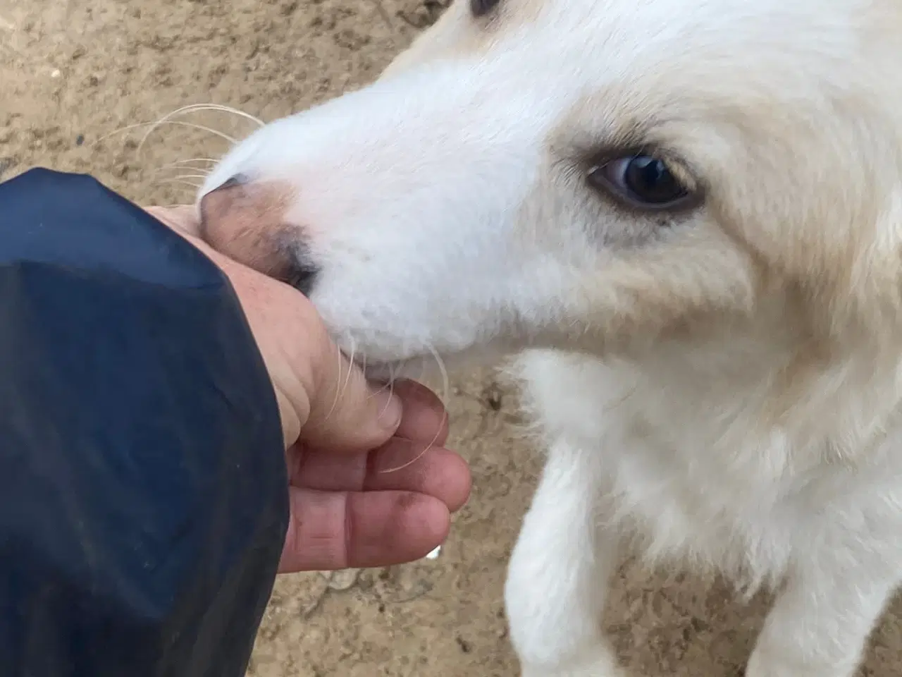 Billede 10 - Skønne Aslak søger familie 💙