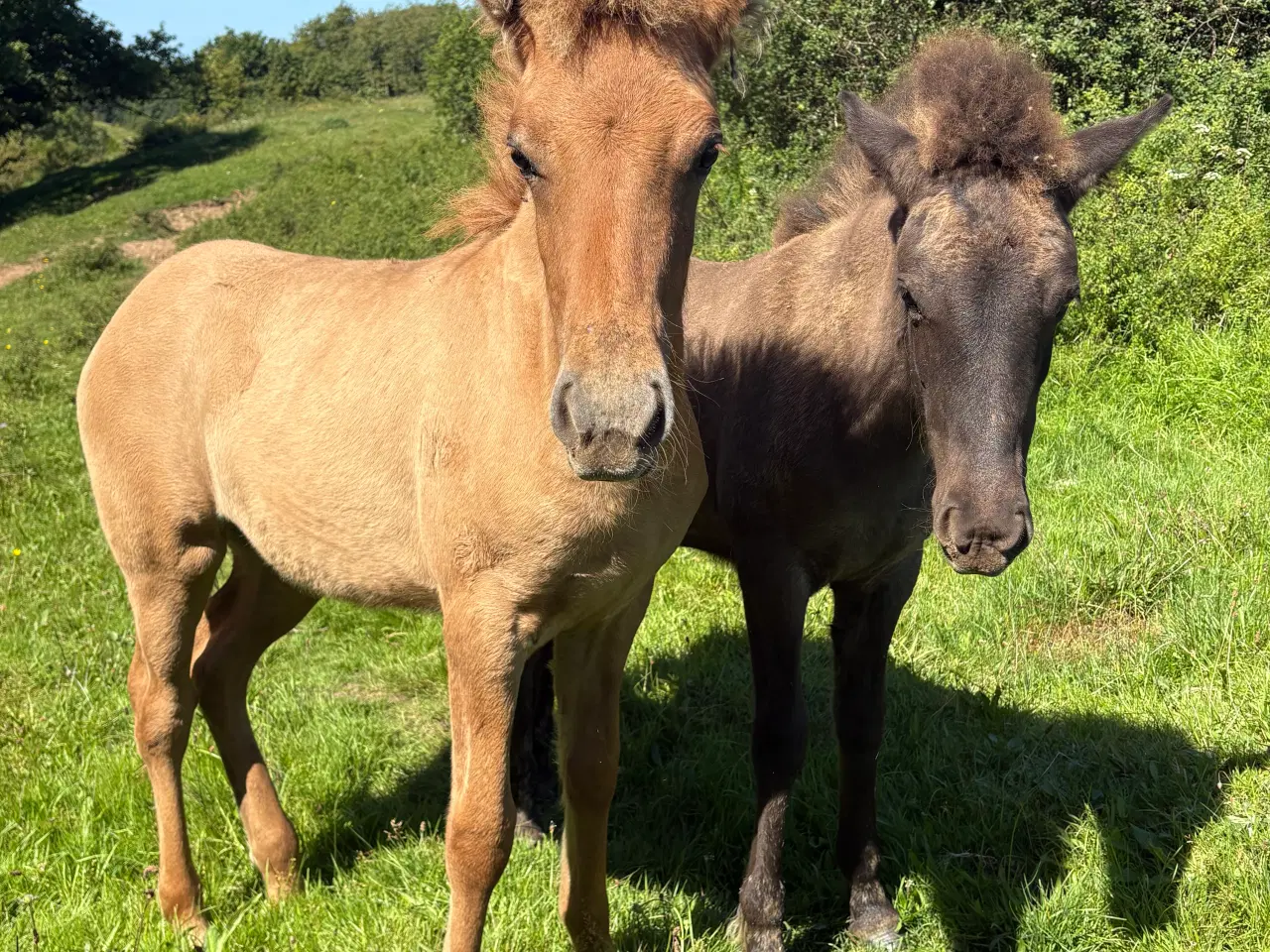 Billede 6 - Islænder føl og plage sælges