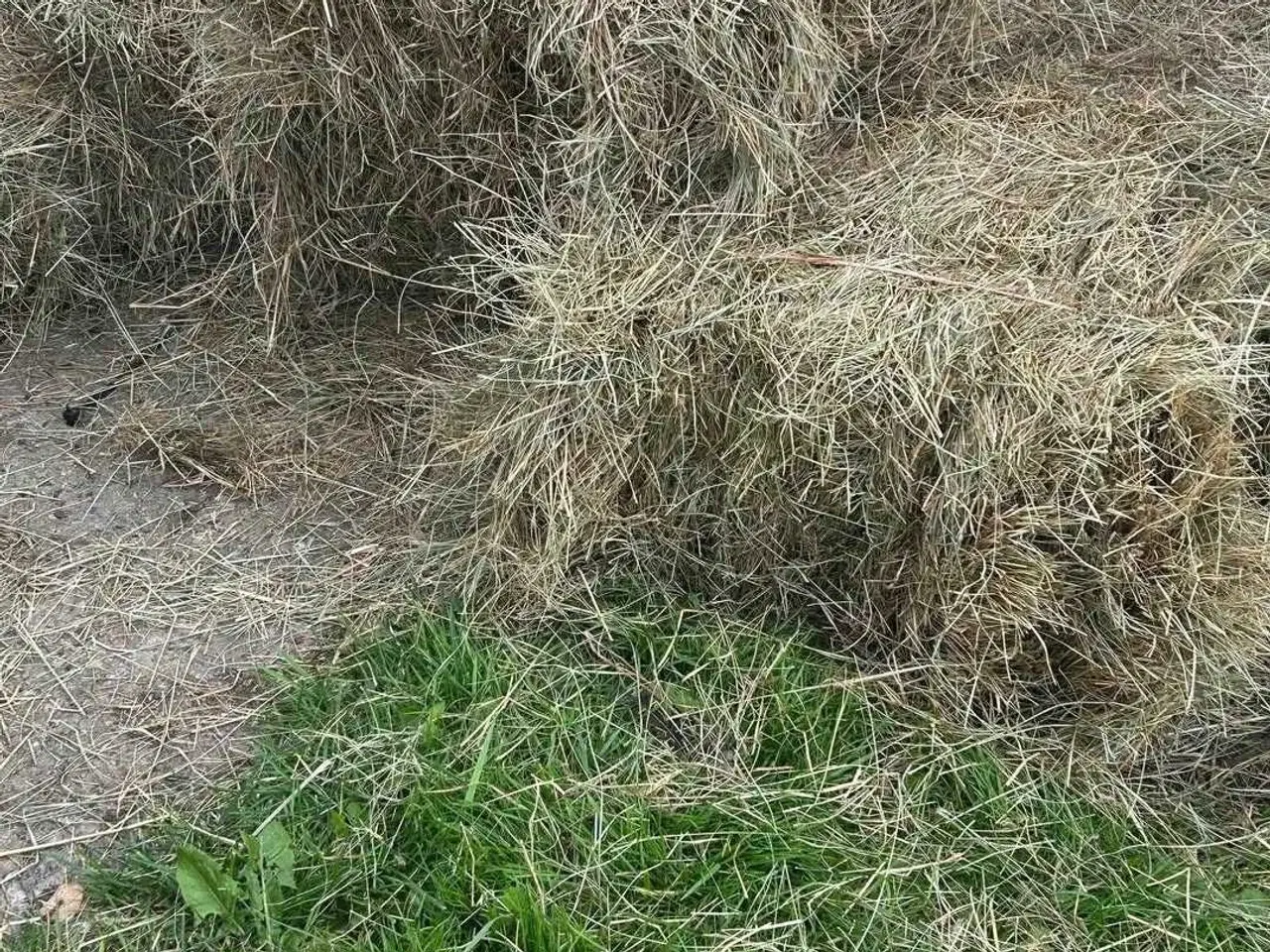 Billede 11 - Kanin, kanin unge