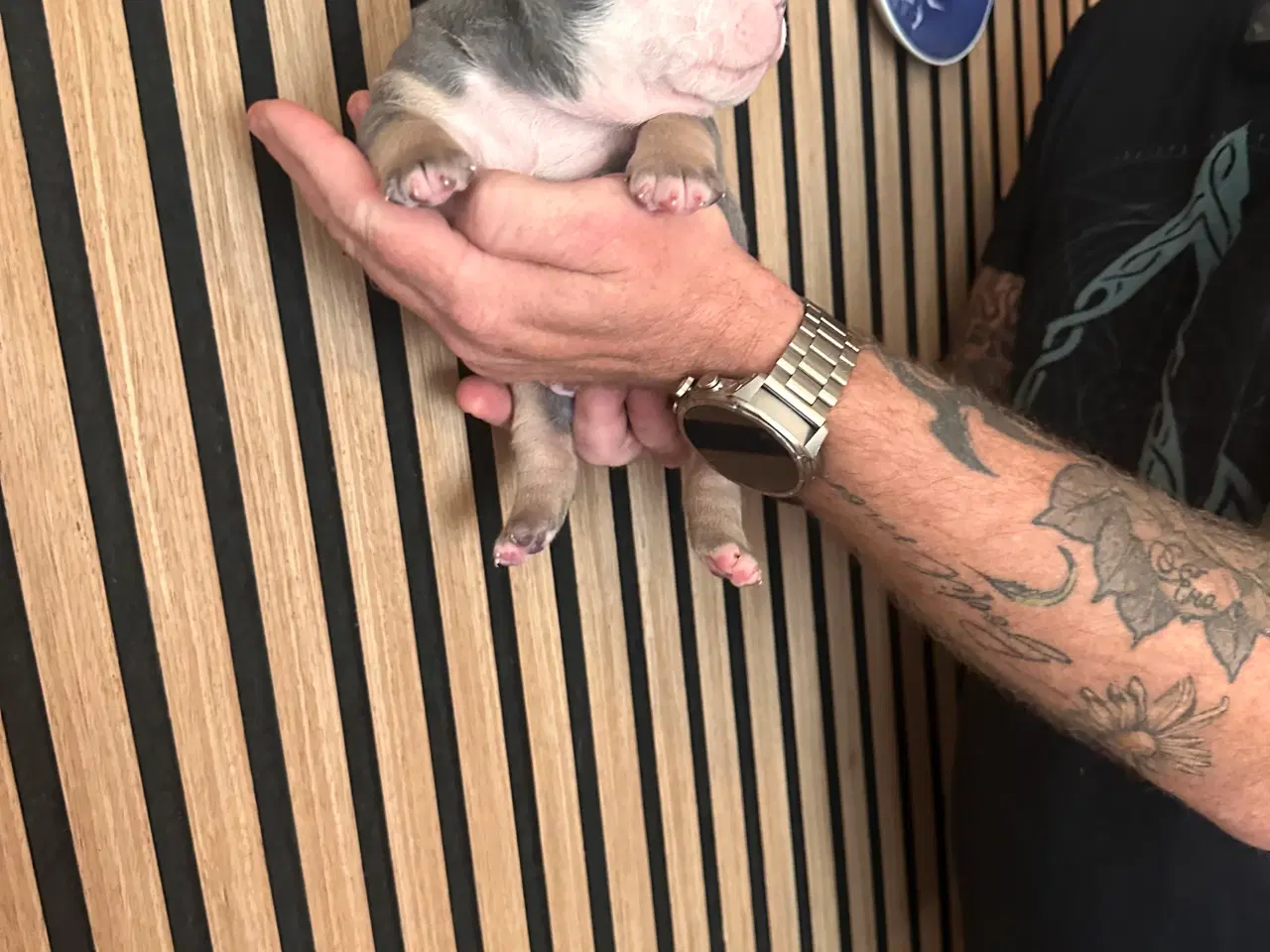 Billede 9 - English bulldog