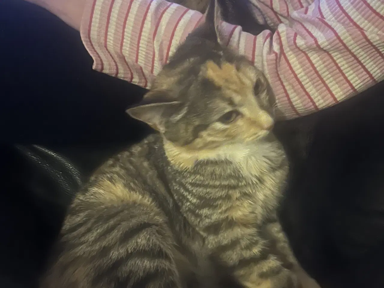 Billede 1 - Smukke Indendørs killinger