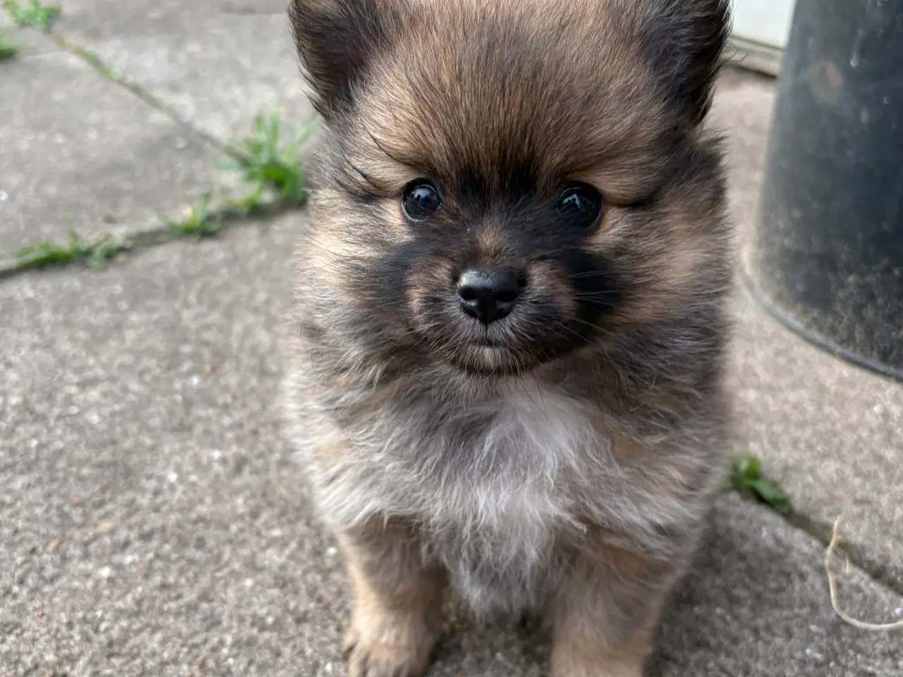 Billede 7 - 2 Pomeranian hvalpe
