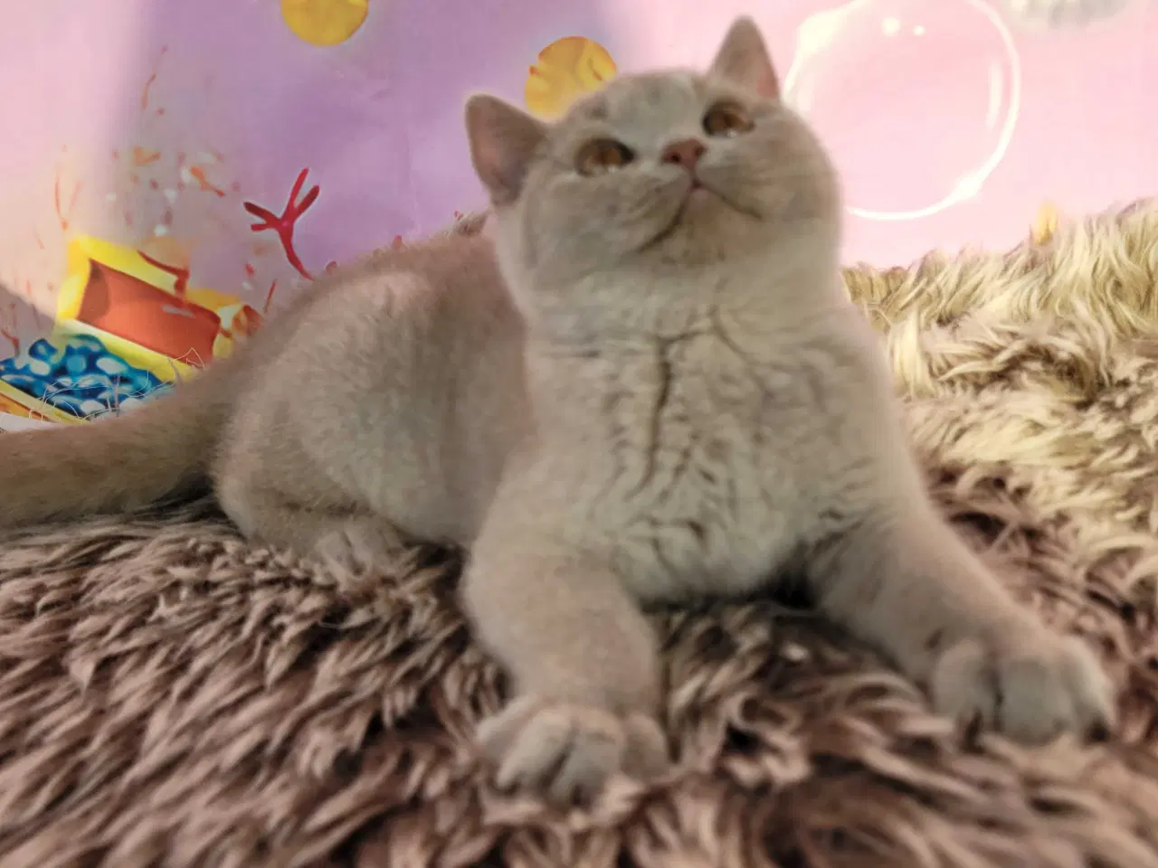 Billede 4 - Bsh hunkilling fawn