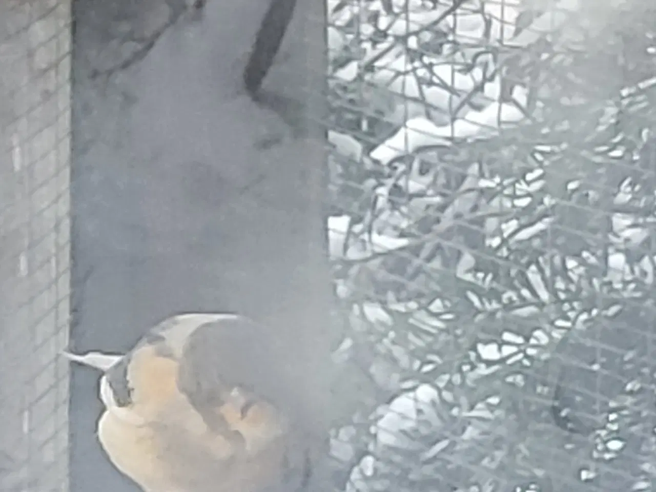 Billede 2 - Parakitter og kanarie 