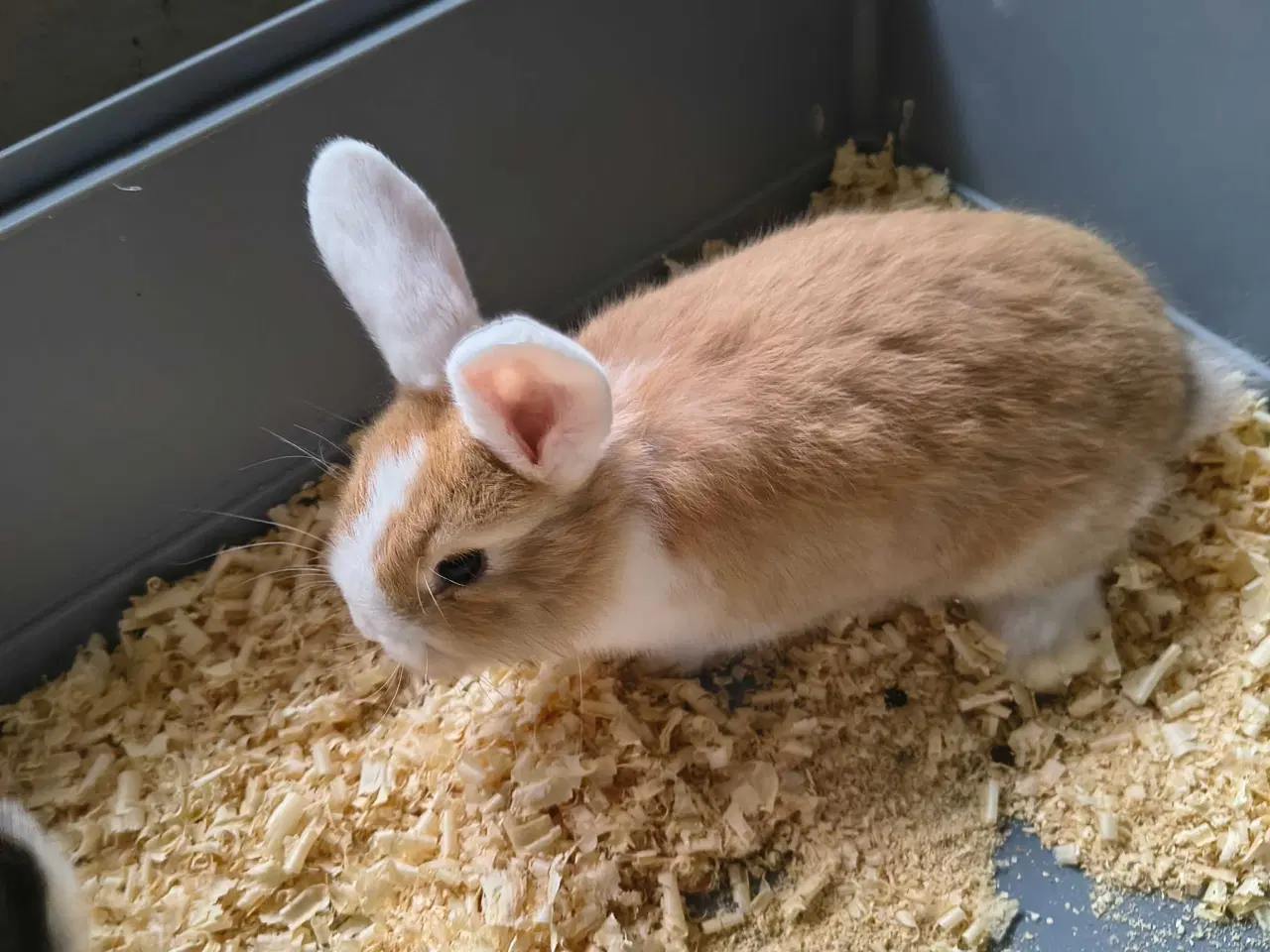 Billede 2 - Kaniner 
