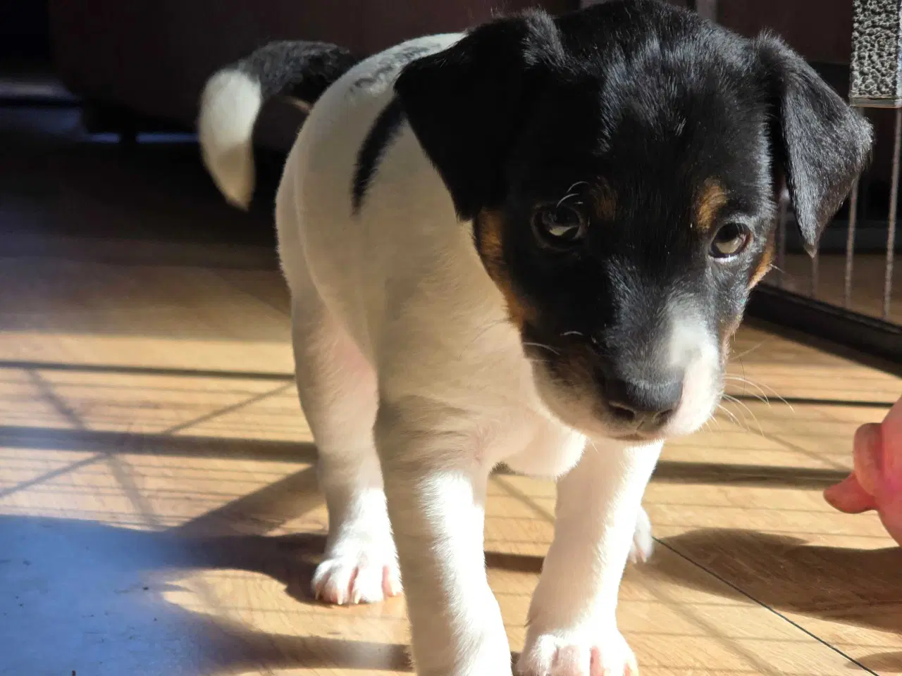 Billede 8 - Dansk svensk gårdhund / jack russel hvalpe