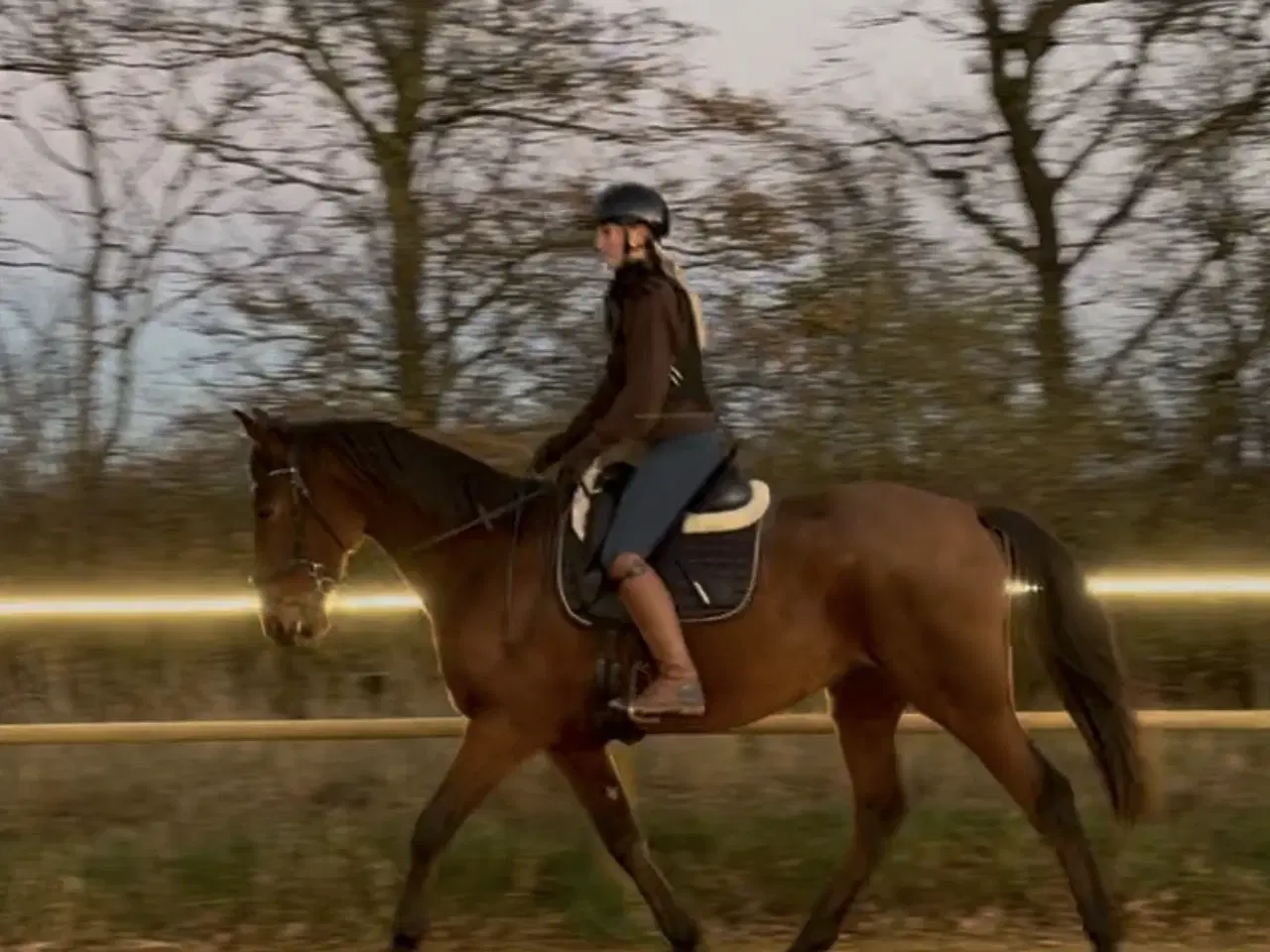 Billede 1 - Sødeste vallak 