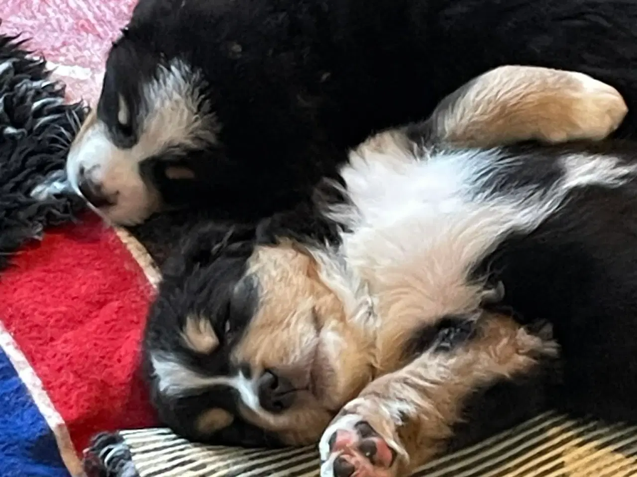 Billede 7 - Berner Senne hvalpe 