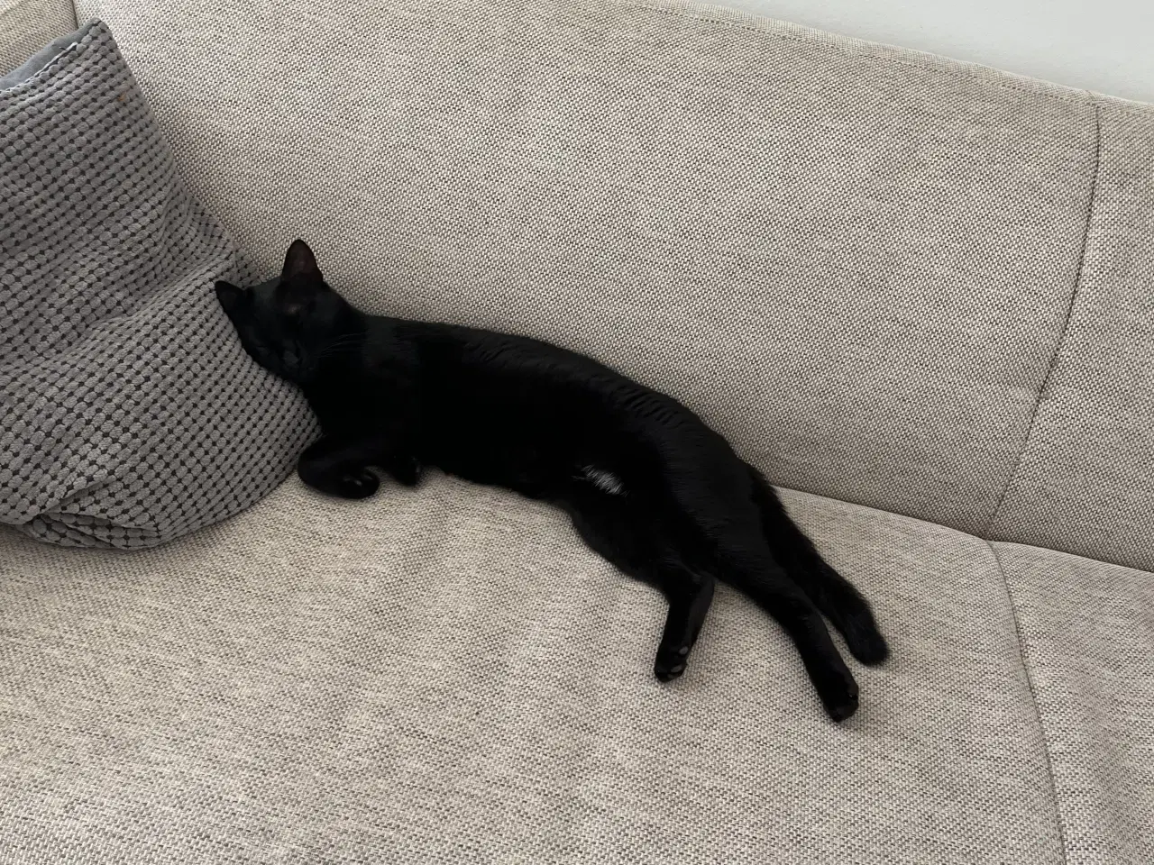 Billede 7 - En ung og søg kat